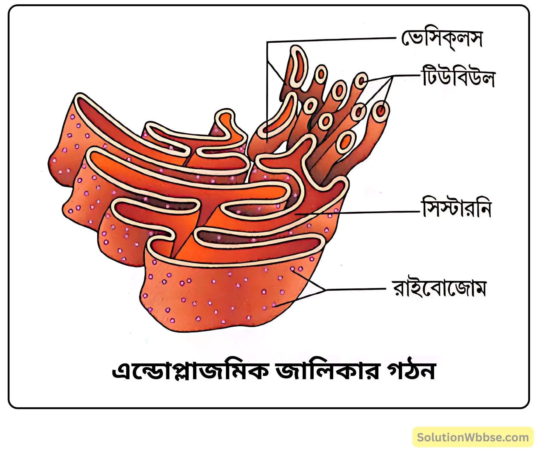 এন্ডোপ্লাজমিক জালিকার গঠন