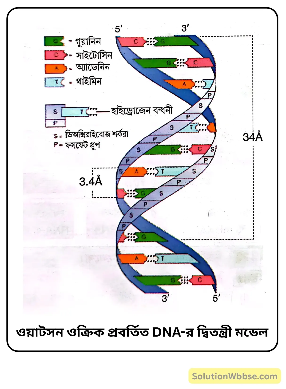 নবম শ্রেণী জীবনবিজ্ঞান - জীবন সংগঠনের স্তর - জৈব অণু এবং তাদের বৈশিষ্ট্য - রচনাধর্মী প্রশ্ন ও উত্তর 17 ওয়াটসন প্রবর্তিত DNAদ্বিতন্ত্রী মডেল