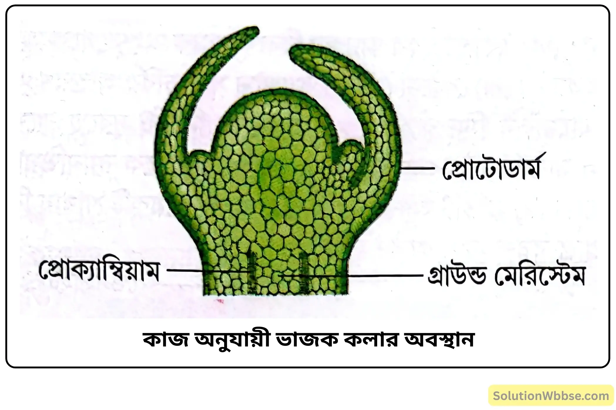 কাজ অনুযায়ী ভাজক কলার অবস্থান কাজ অনুযায়ী ভাজক কলার অবস্থান