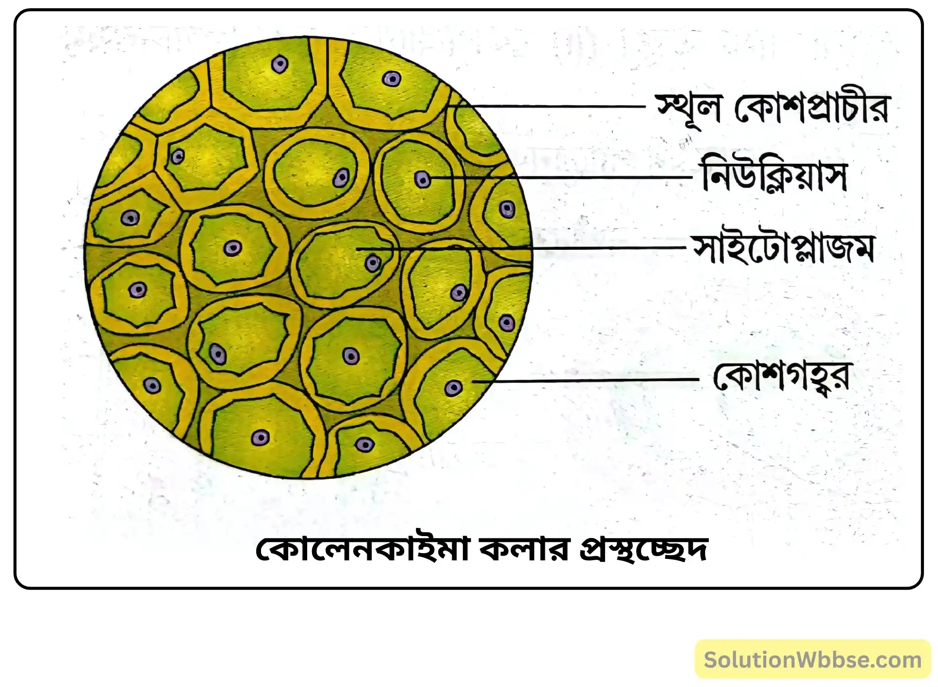 নবম শ্রেণী জীবনবিজ্ঞান - জীবন সংগঠনের স্তর - কলা - রচনাধর্মী প্রশ্ন ও উত্তর 9 কোলেনকাইমা কলার প্রস্থচ্ছেদ