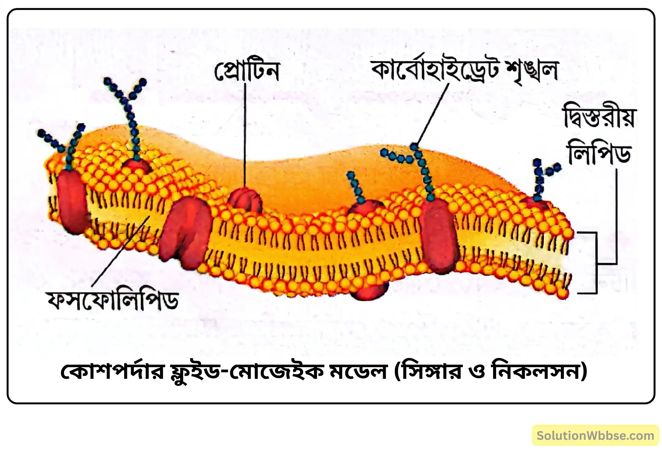 কোশপর্দার ফ্লুইড-মোজেইক মডেল (সিঙ্গার ও নিকলসন)