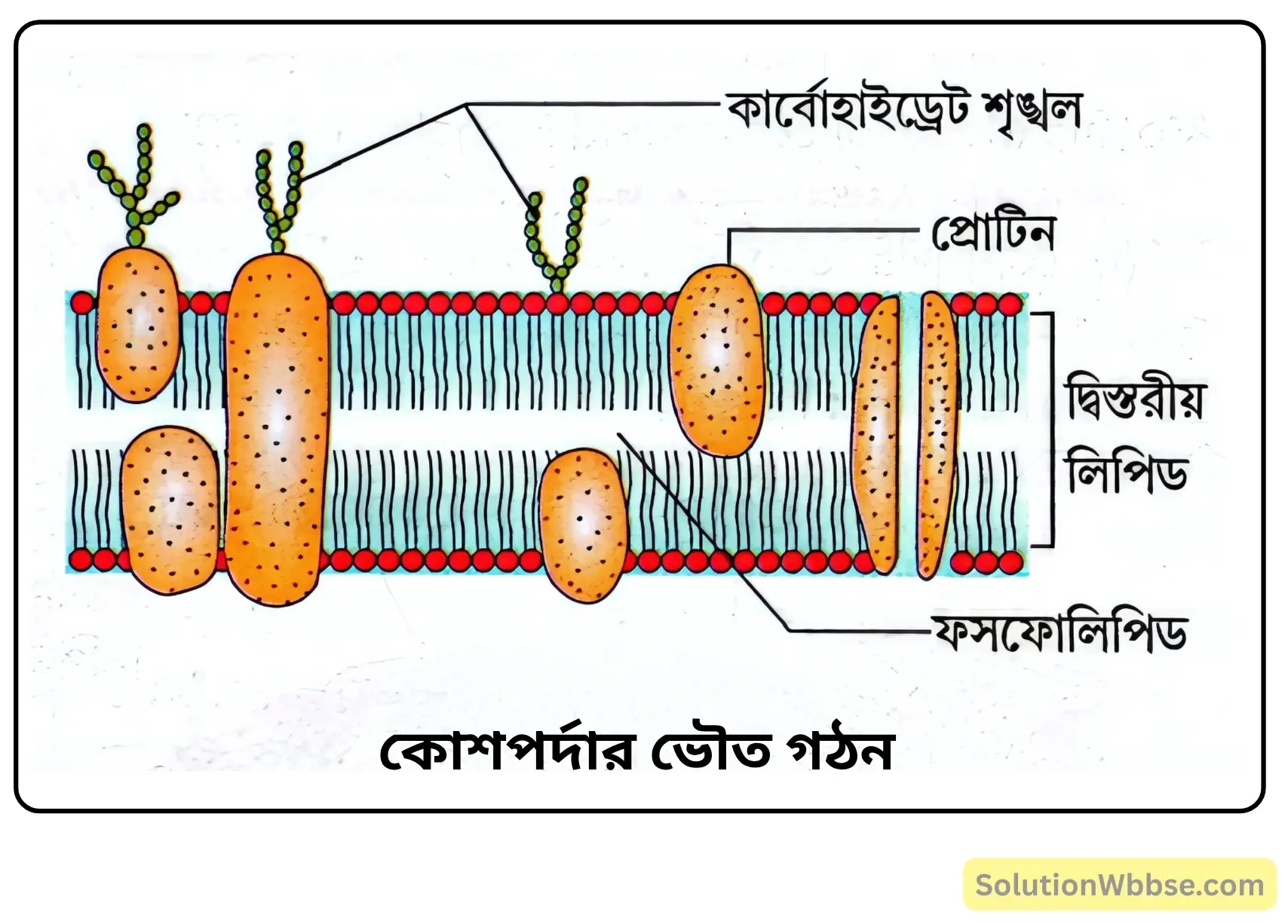 কোশপর্দার ভৌত গঠন