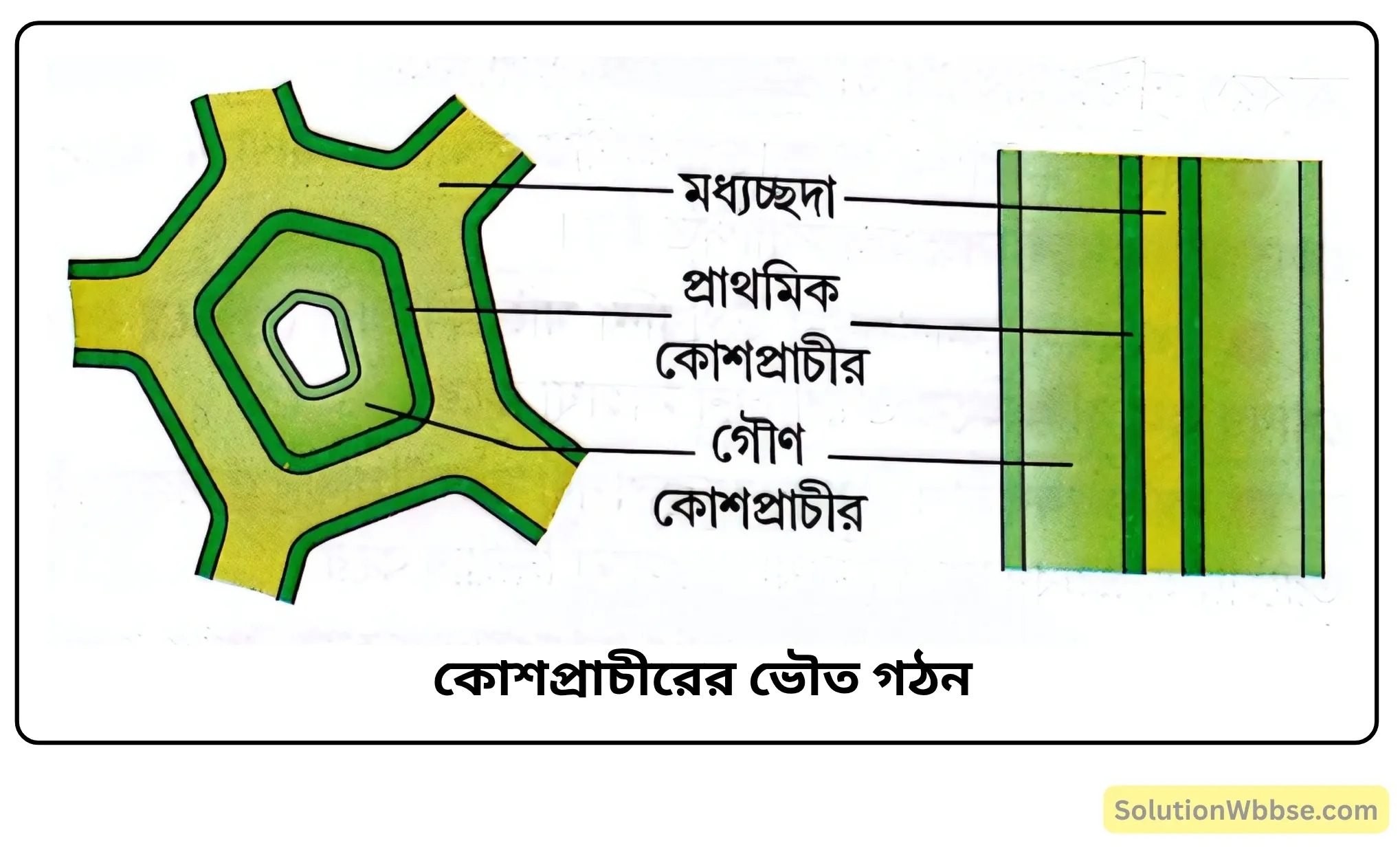 কোশপ্রাচীরের ভৌত গঠন