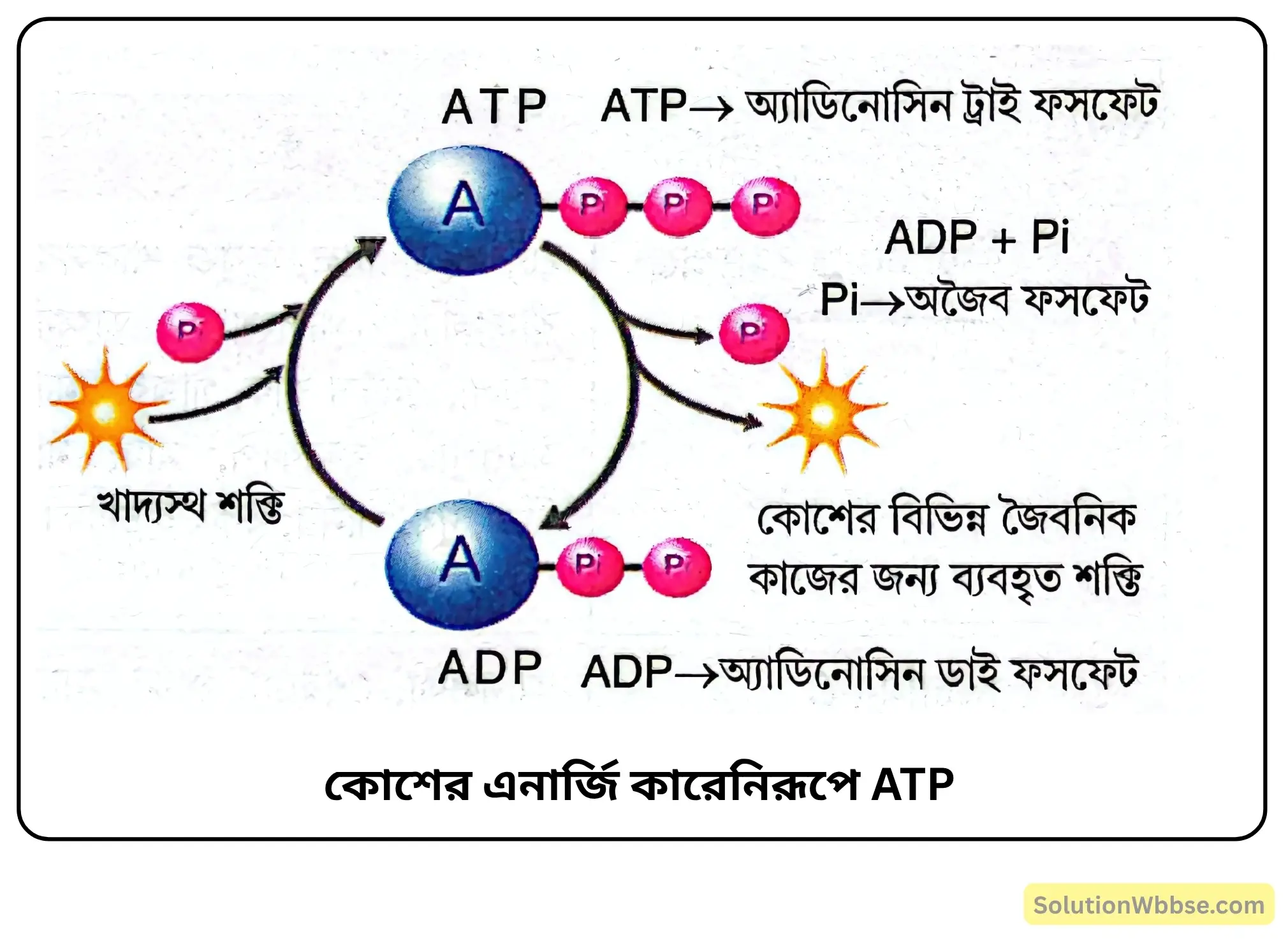 নবম শ্রেণী জীবনবিজ্ঞান - জীবন সংগঠনের স্তর - জৈব অণু এবং তাদের বৈশিষ্ট্য - রচনাধর্মী প্রশ্ন ও উত্তর 20 কোশের এনার্জি কারেনিরূপে ATP