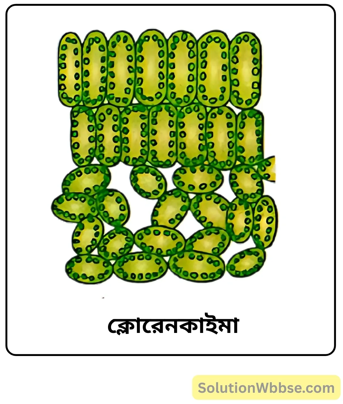 ক্লোরেনকাইমা ক্লোরেনকাইমা