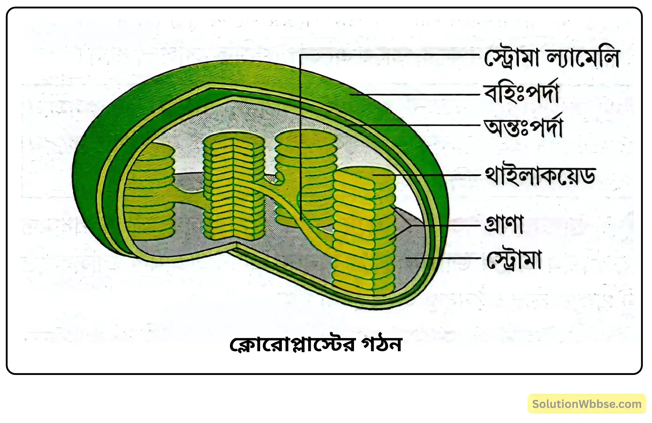 ক্লোরোপ্লাস্টের গঠন