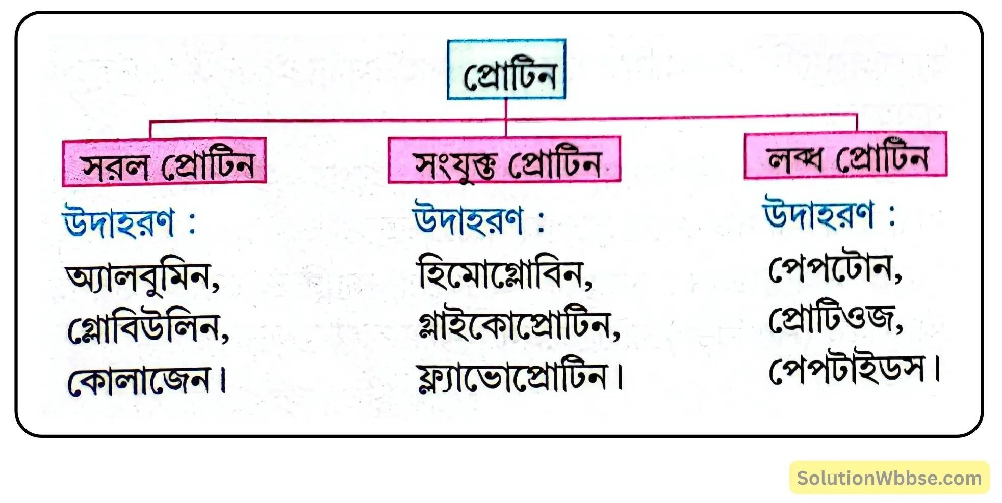 নবম শ্রেণী জীবনবিজ্ঞান - জীবন সংগঠনের স্তর - জৈব অণু এবং তাদের বৈশিষ্ট্য - রচনাধর্মী প্রশ্ন ও উত্তর 9 গঠন অনুযায়ী প্রোটিনের শ্রেণিবিন্যাস