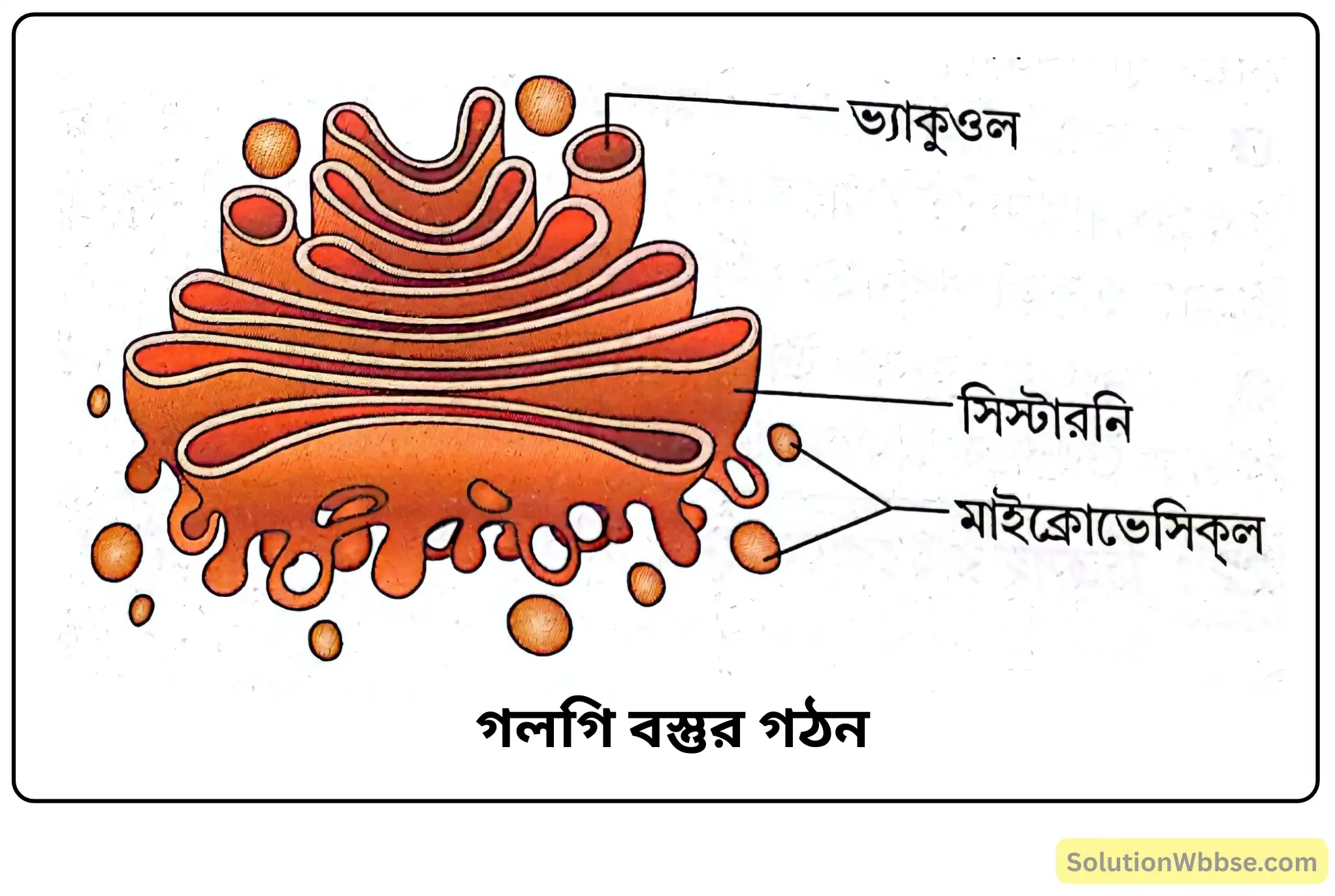 গলগি বস্তুর গঠন