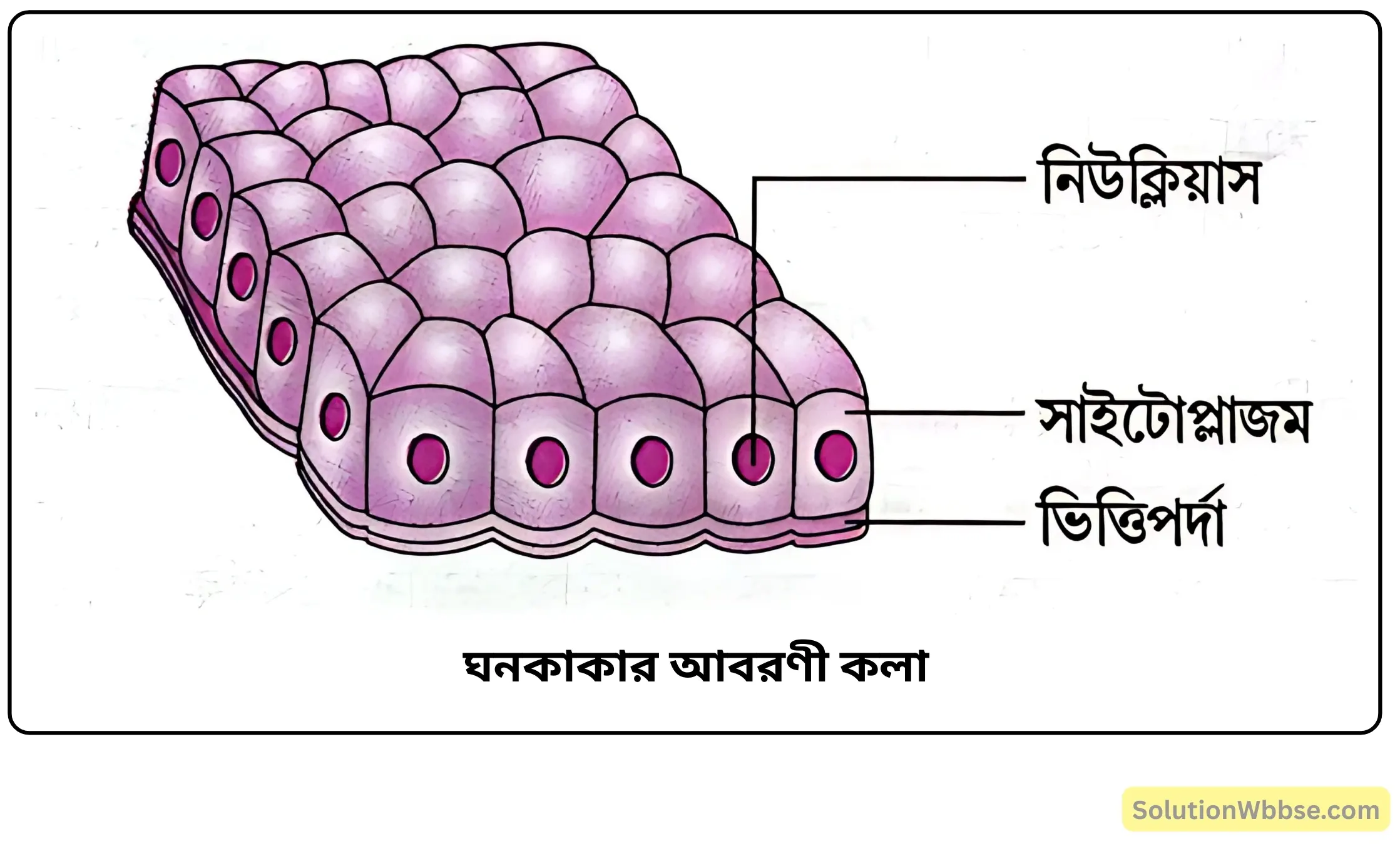 ঘনকাকার আবরণী কলা ঘনকাকার আবরণী কলা