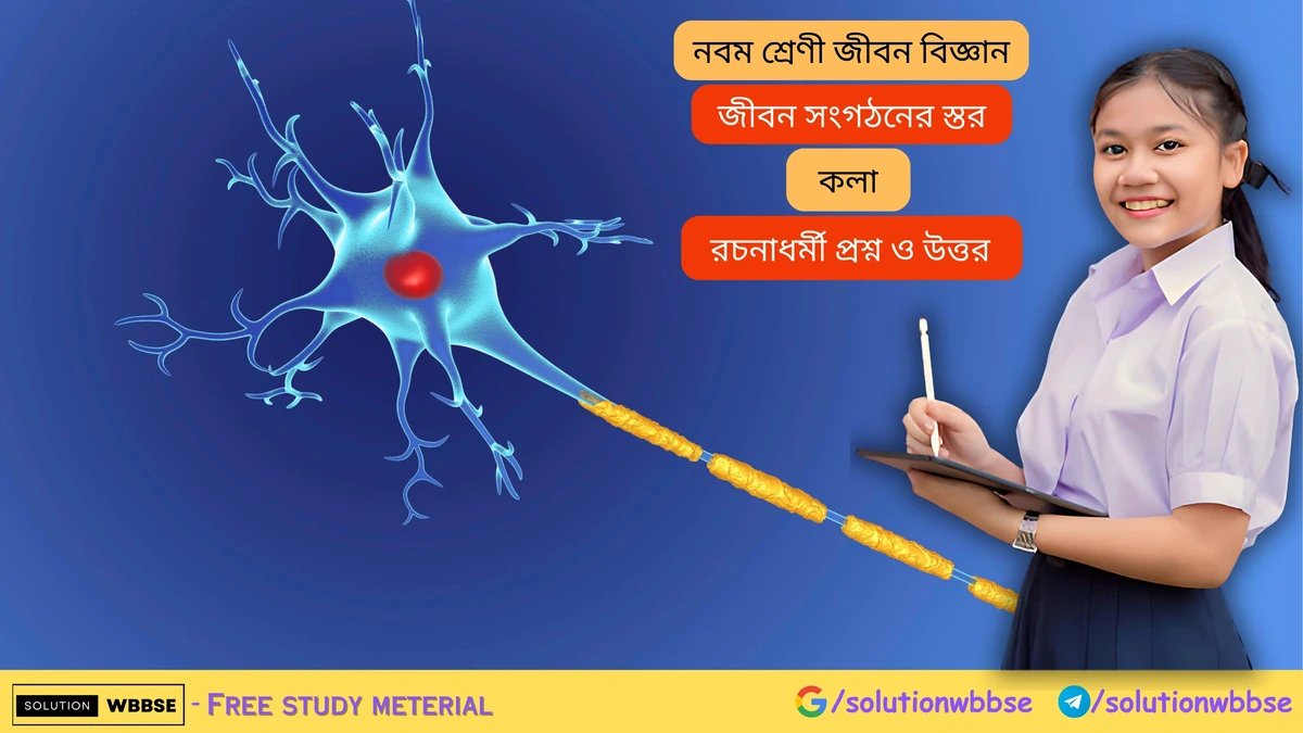 নবম শ্রেণী জীবনবিজ্ঞান - জীবন সংগঠনের স্তর - কলা - রচনাধর্মী প্রশ্ন ও উত্তর 1 জীবন সংগঠনের স্তর – কলা – রচনাধর্মী প্রশ্ন ও উত্তর