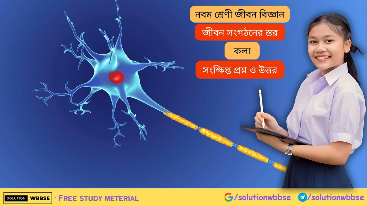 নবম শ্রেণী জীবনবিজ্ঞান - জীবন সংগঠনের স্তর - কলা - সংক্ষিপ্ত প্রশ্ন ও উত্তর 1 জীবন সংগঠনের স্তর – কলা – সংক্ষিপ্ত প্রশ্ন ও উত্তর