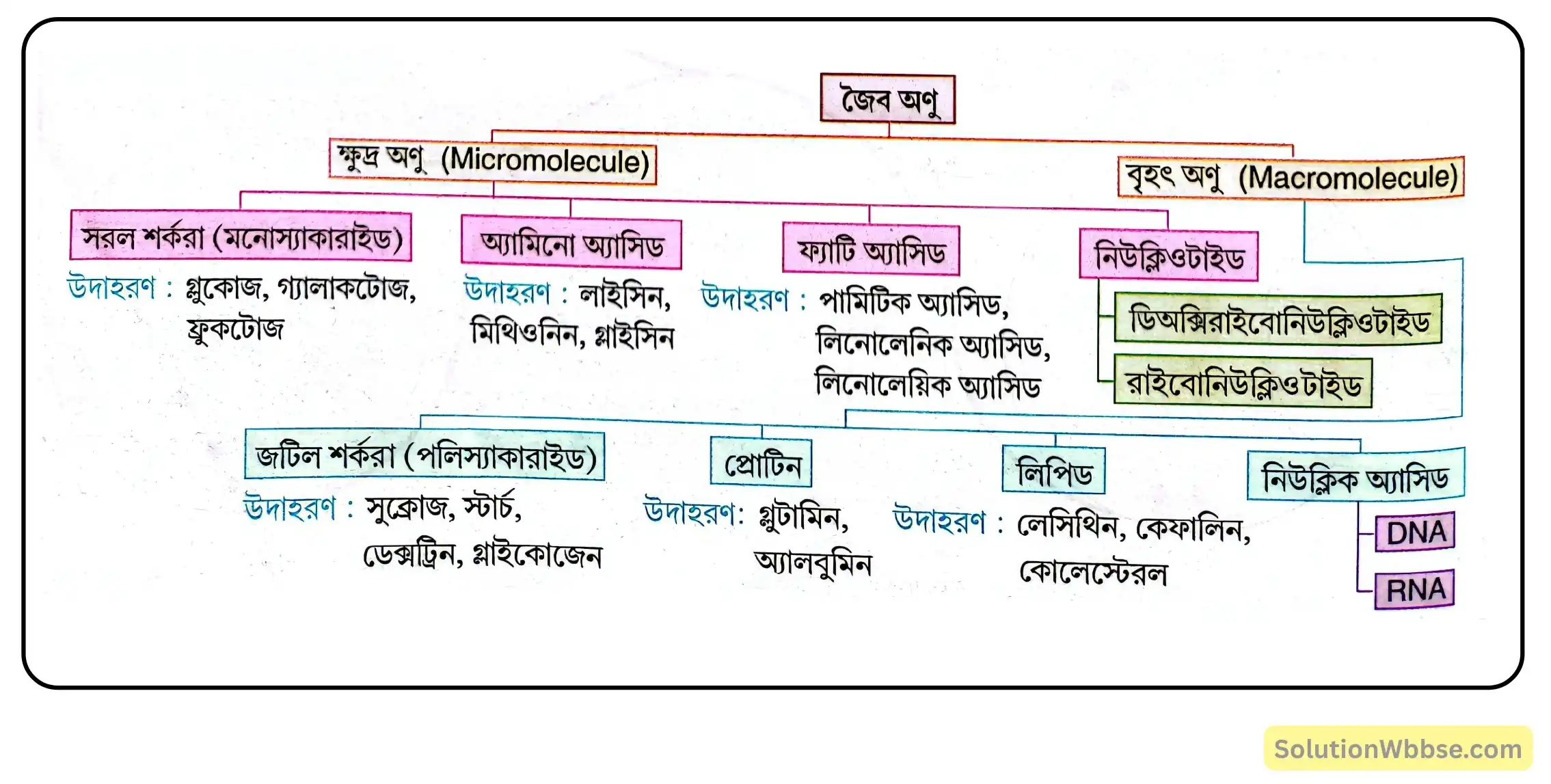 নবম শ্রেণী জীবনবিজ্ঞান - জীবন সংগঠনের স্তর - জৈব অণু এবং তাদের বৈশিষ্ট্য - রচনাধর্মী প্রশ্ন ও উত্তর 2 জৈব অণুর শ্রেণিবিভাগ