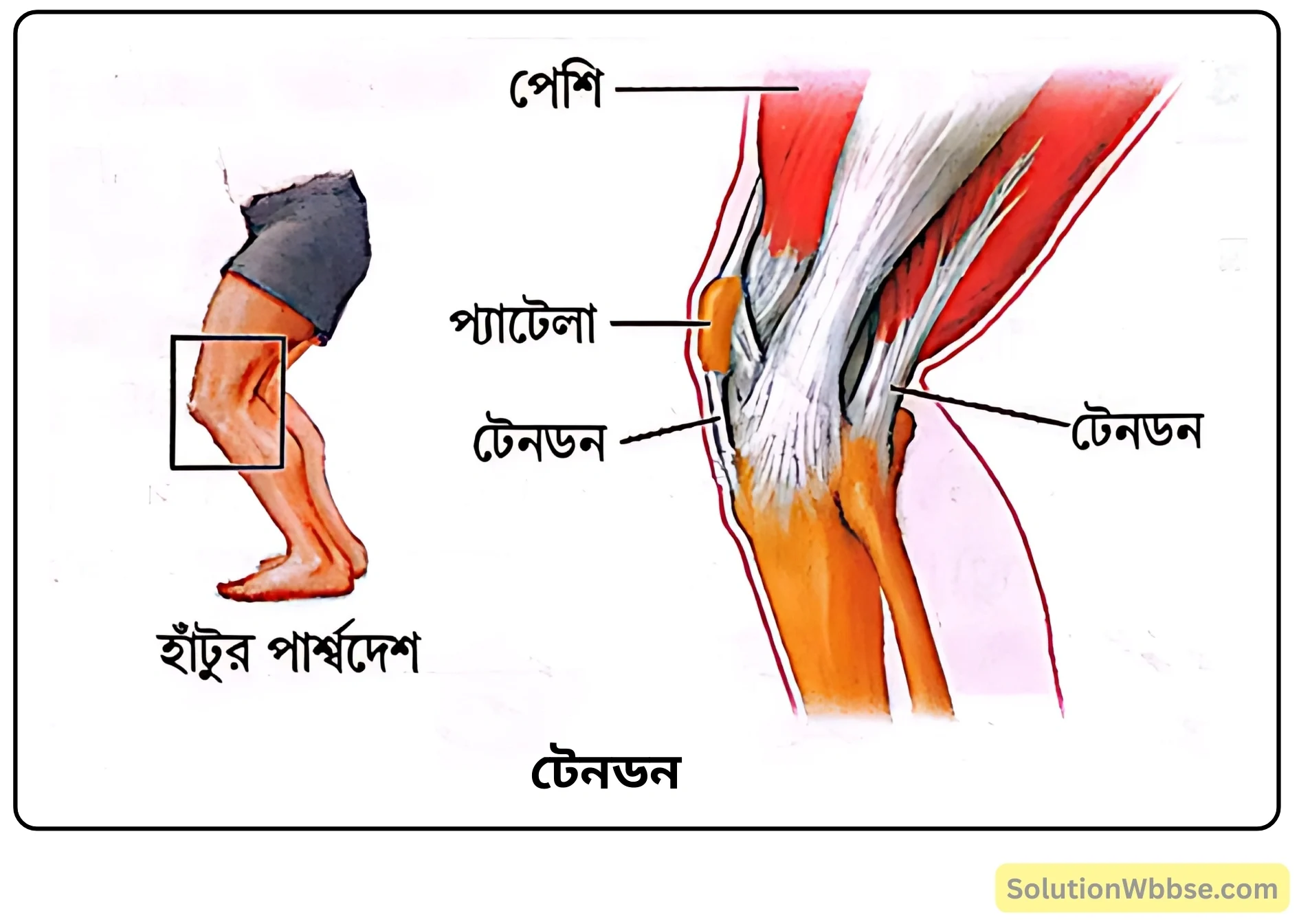 নবম শ্রেণী জীবনবিজ্ঞান - জীবন সংগঠনের স্তর - কলা - সংক্ষিপ্ত প্রশ্ন ও উত্তর 3 টেনডন