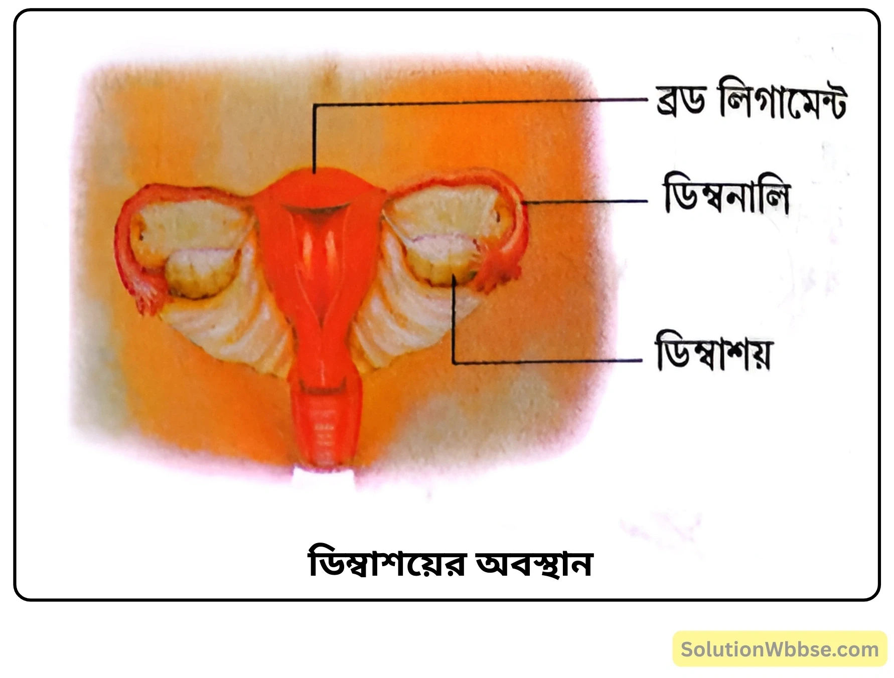 নবম শ্রেণী জীবনবিজ্ঞান - জীবন সংগঠনের স্তর - মানবদেহের প্রধান অঙ্গ ও তাদের কাজ - সংক্ষিপ্ত প্রশ্ন ও উত্তর 9 ডিম্বাশয়ের অবস্থান