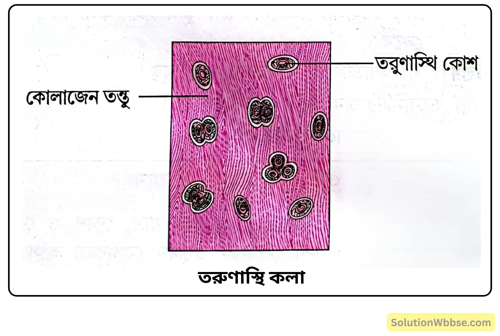 নবম শ্রেণী জীবনবিজ্ঞান - জীবন সংগঠনের স্তর - কলা - সংক্ষিপ্ত প্রশ্ন ও উত্তর 4 তরুণাস্থি কলা