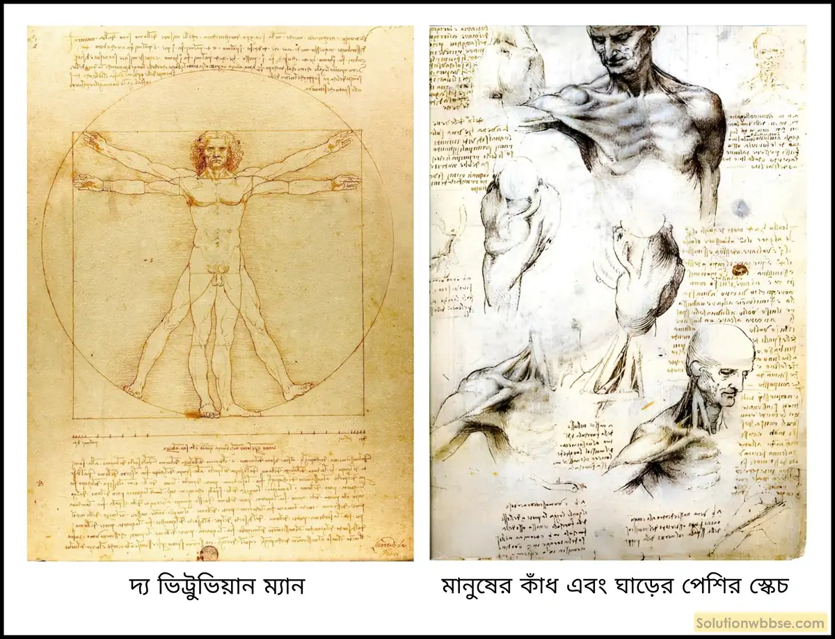 দ্য ভিট্রুভিয়ান ম্যান, মানুষের কাঁধ এবং ঘাড়ের পেশির স্কেচ