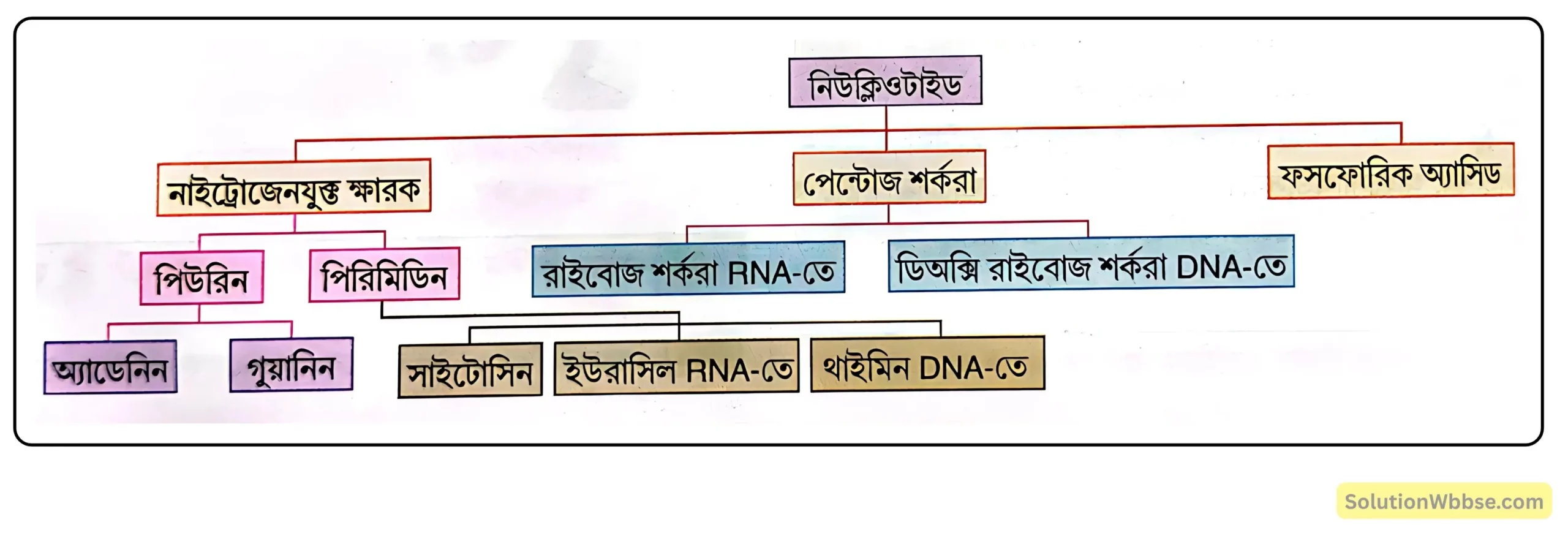 নিউক্লিক অ্যাসিডের গঠনগত একক