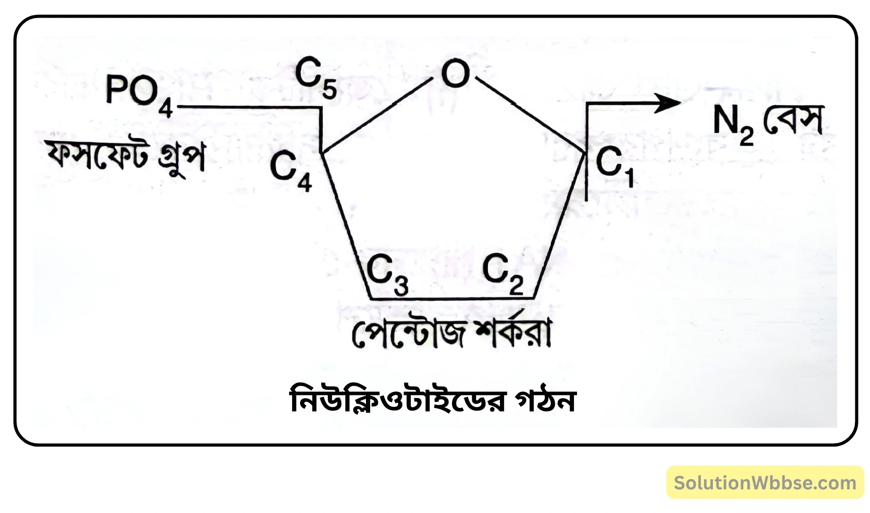 নবম শ্রেণী জীবনবিজ্ঞান - জীবন সংগঠনের স্তর - জৈব অণু এবং তাদের বৈশিষ্ট্য - রচনাধর্মী প্রশ্ন ও উত্তর 16 নিউক্লিক অ্যাসিডের প্রকারভেদ