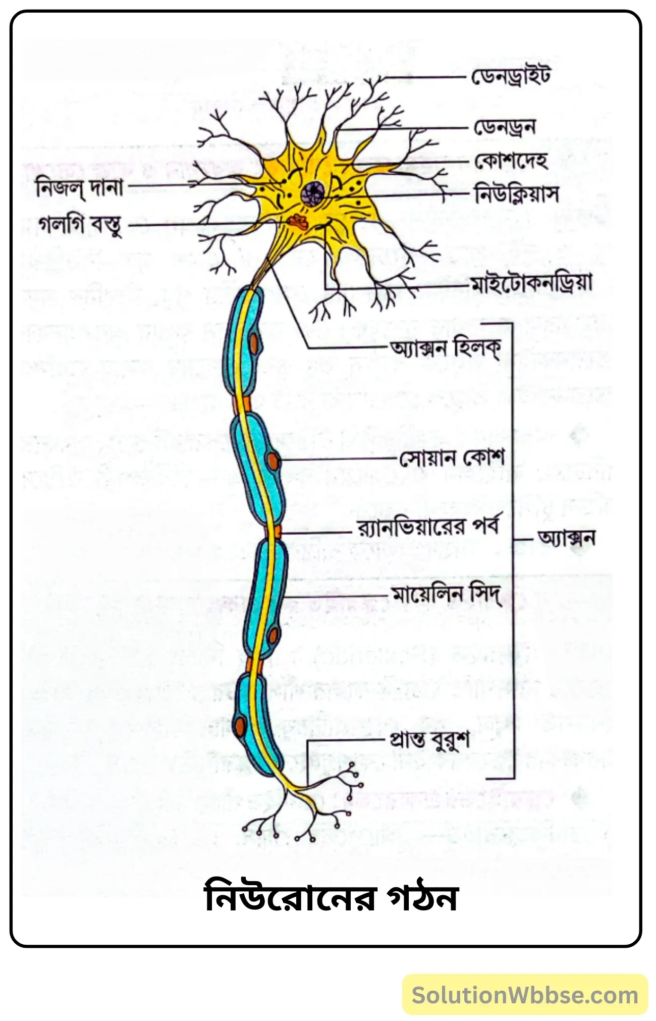 নবম শ্রেণী জীবনবিজ্ঞান - জীবন সংগঠনের স্তর - কলা - রচনাধর্মী প্রশ্ন ও উত্তর 16 নিউরোন