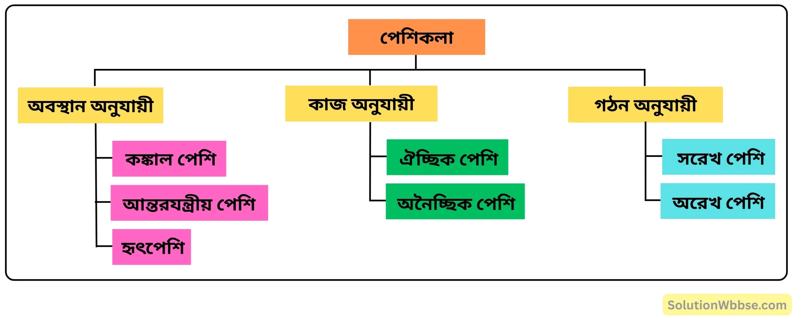 নবম শ্রেণী জীবনবিজ্ঞান - জীবন সংগঠনের স্তর - কলা - রচনাধর্মী প্রশ্ন ও উত্তর 15 পেশিকলার শ্রেণিবিভাগ