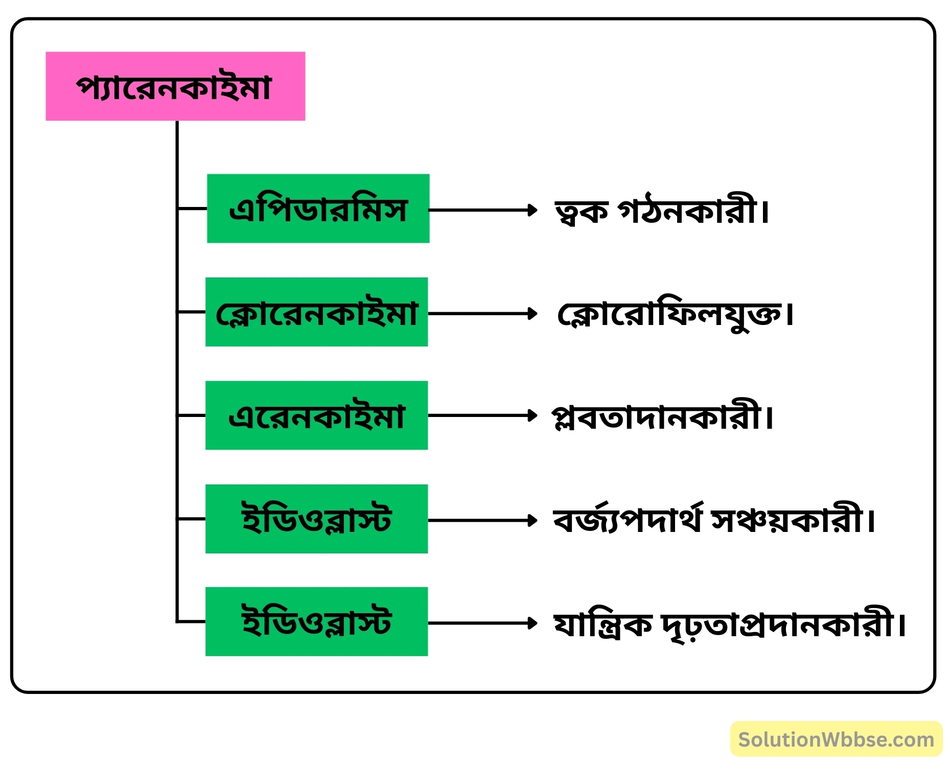 নবম শ্রেণী জীবনবিজ্ঞান - জীবন সংগঠনের স্তর - কলা - রচনাধর্মী প্রশ্ন ও উত্তর 8 প্যারেনকাইমা কলার প্রকারভেদ