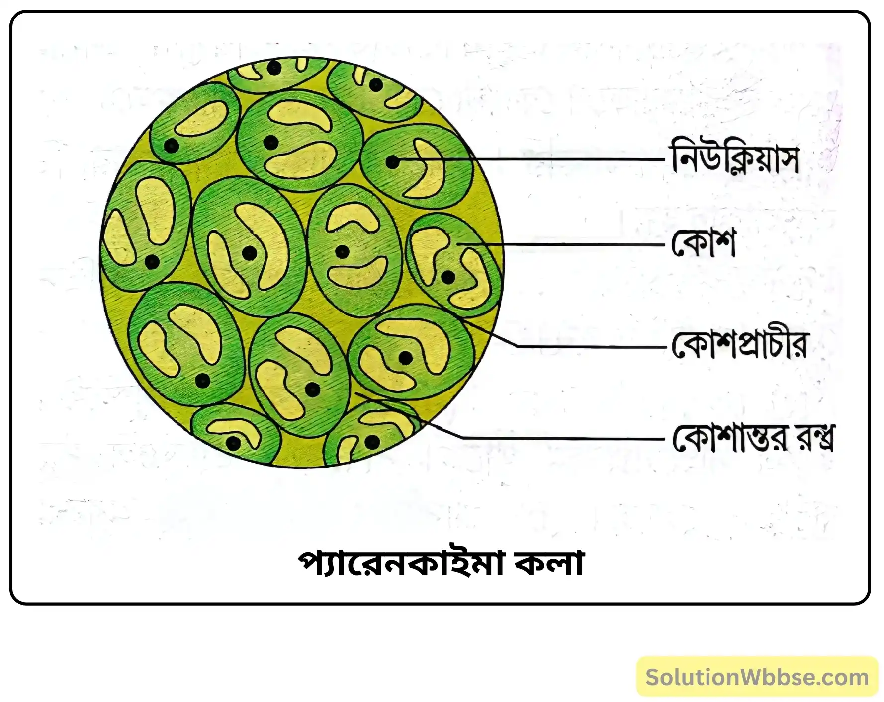 নবম শ্রেণী জীবনবিজ্ঞান - জীবন সংগঠনের স্তর - কলা - রচনাধর্মী প্রশ্ন ও উত্তর 7 প্যারেনকাইমা কলা