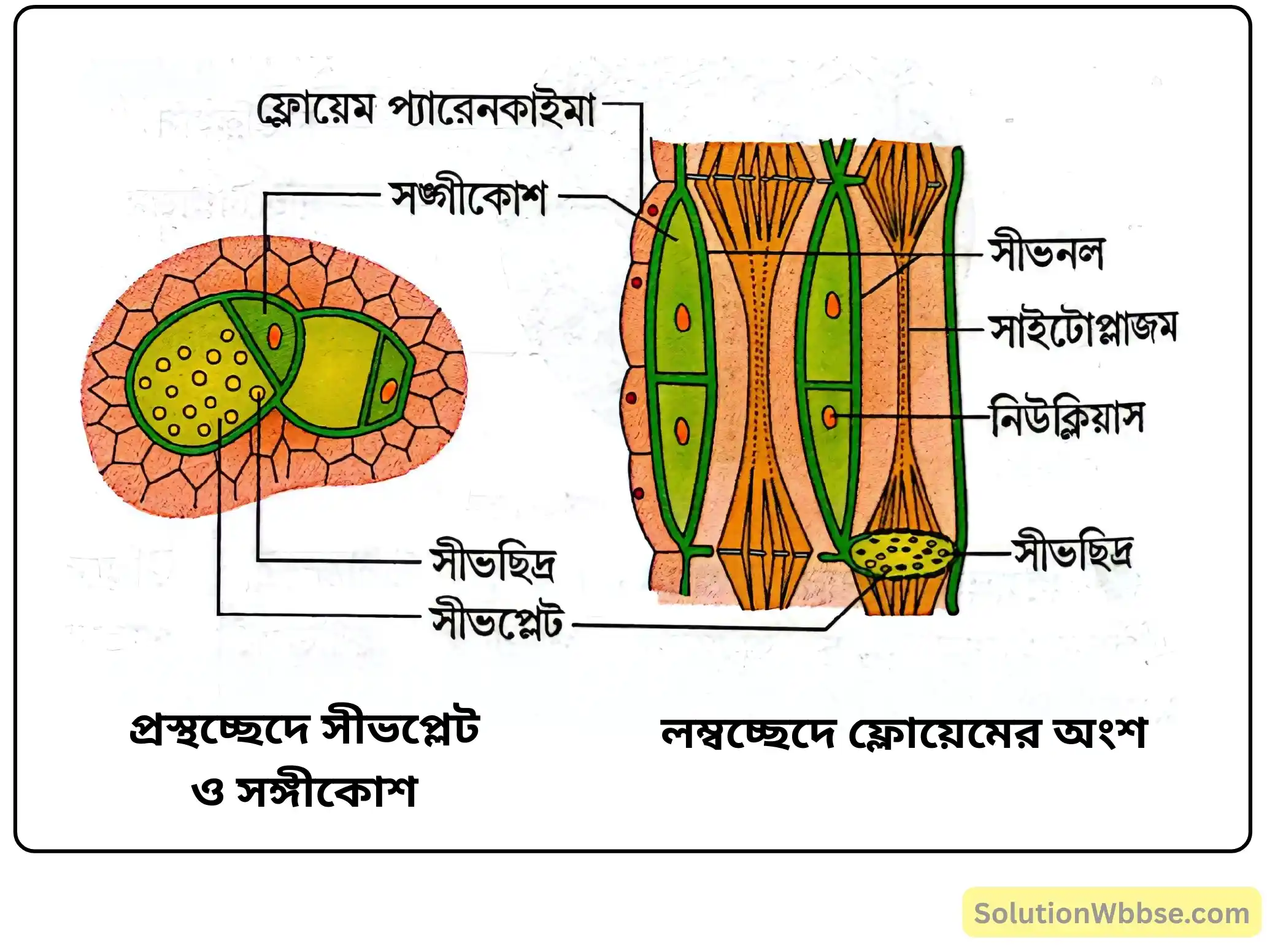 নবম শ্রেণী জীবনবিজ্ঞান - জীবন সংগঠনের স্তর - কলা - রচনাধর্মী প্রশ্ন ও উত্তর 12 প্রস্থচ্ছেদে সীভপ্লেট ও সঙ্গীকোশ ও লম্বচ্ছেদে ফ্লোয়েমের অংশ