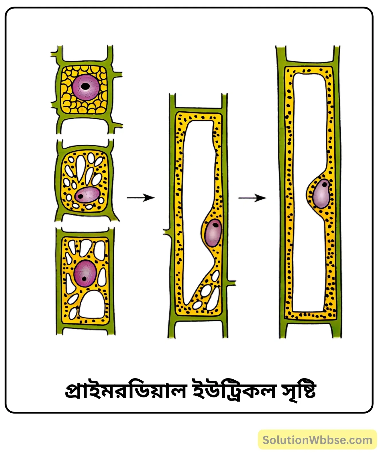 প্রাইমরডিয়াল ইউট্রিকল সৃষ্টি