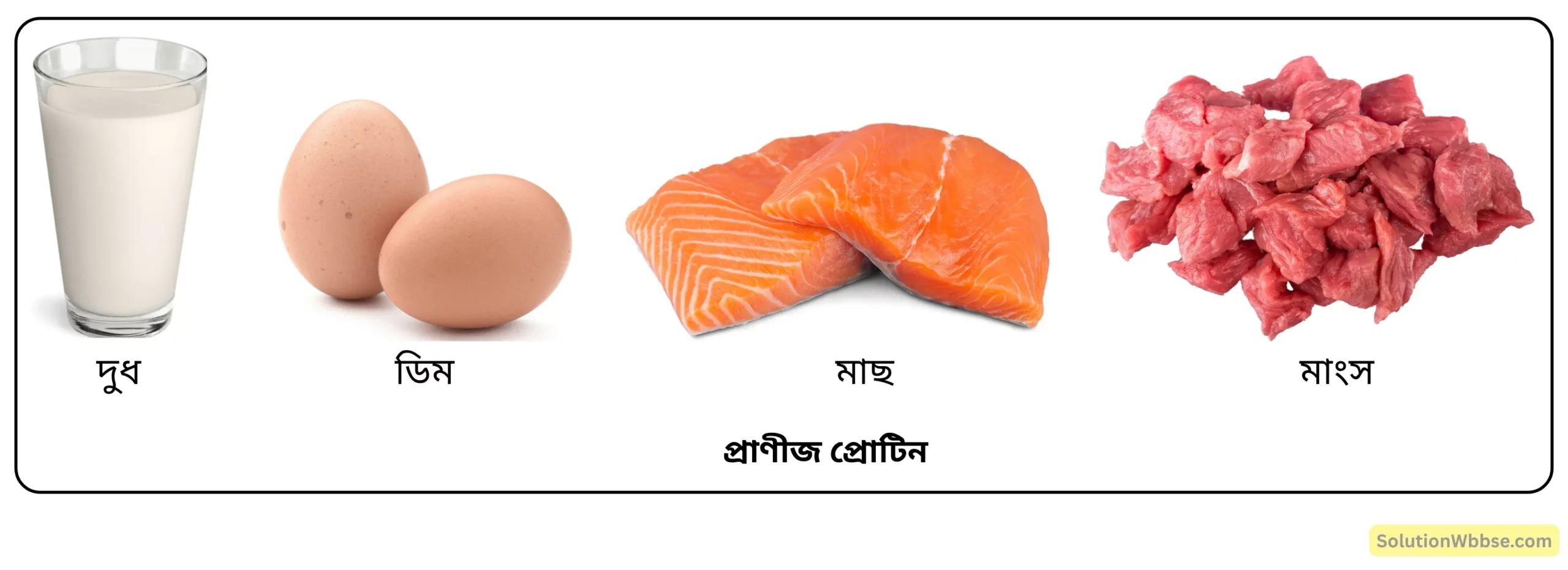 নবম শ্রেণী জীবনবিজ্ঞান - জীবন সংগঠনের স্তর - জৈব অণু এবং তাদের বৈশিষ্ট্য - রচনাধর্মী প্রশ্ন ও উত্তর 11 প্রাণীজ প্রোটিন