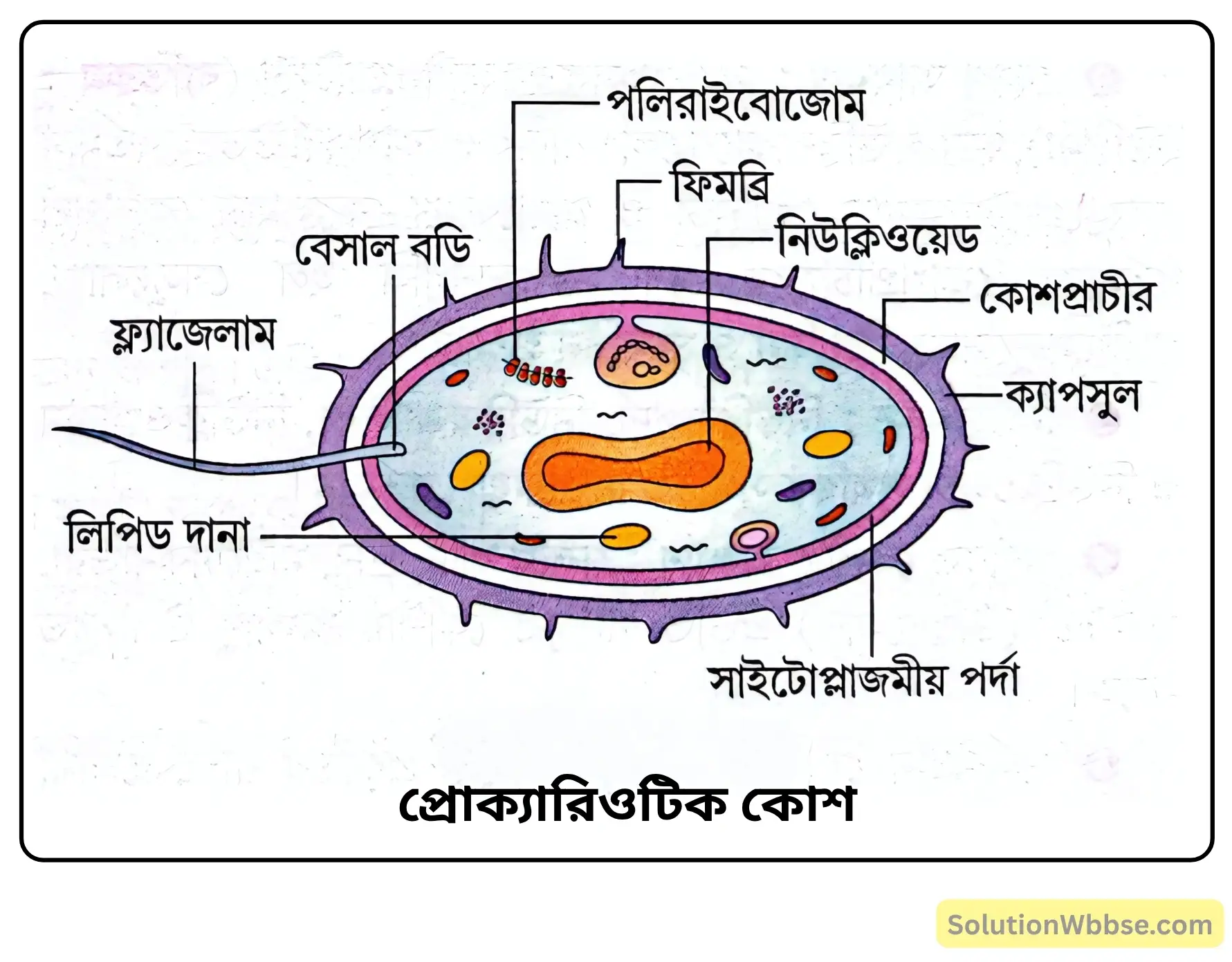প্রোক্যারিওটিক কোশ