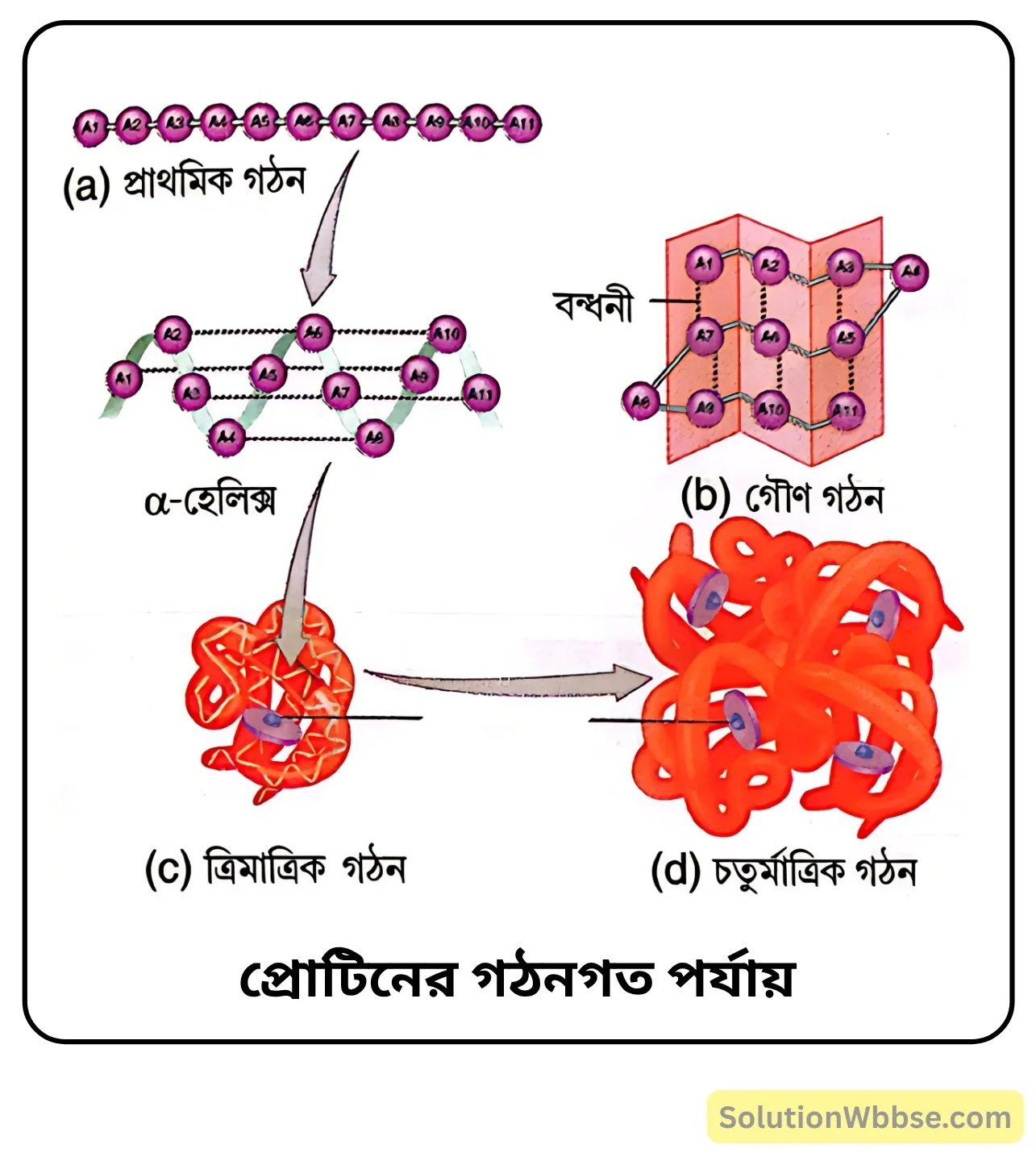 নবম শ্রেণী জীবনবিজ্ঞান - জীবন সংগঠনের স্তর - জৈব অণু এবং তাদের বৈশিষ্ট্য - রচনাধর্মী প্রশ্ন ও উত্তর 10 প্রোটিনের গঠনগত পর্যায়