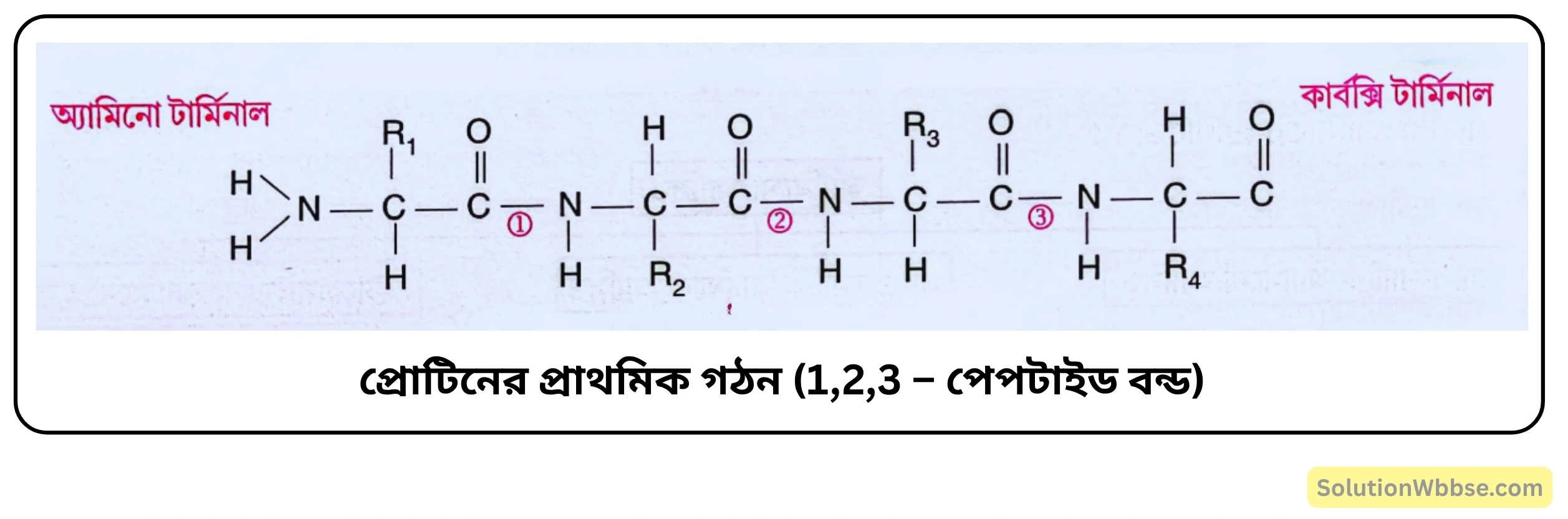 নবম শ্রেণী জীবনবিজ্ঞান - জীবন সংগঠনের স্তর - জৈব অণু এবং তাদের বৈশিষ্ট্য - রচনাধর্মী প্রশ্ন ও উত্তর 7 প্রোটিনের রাসায়নিক গঠন