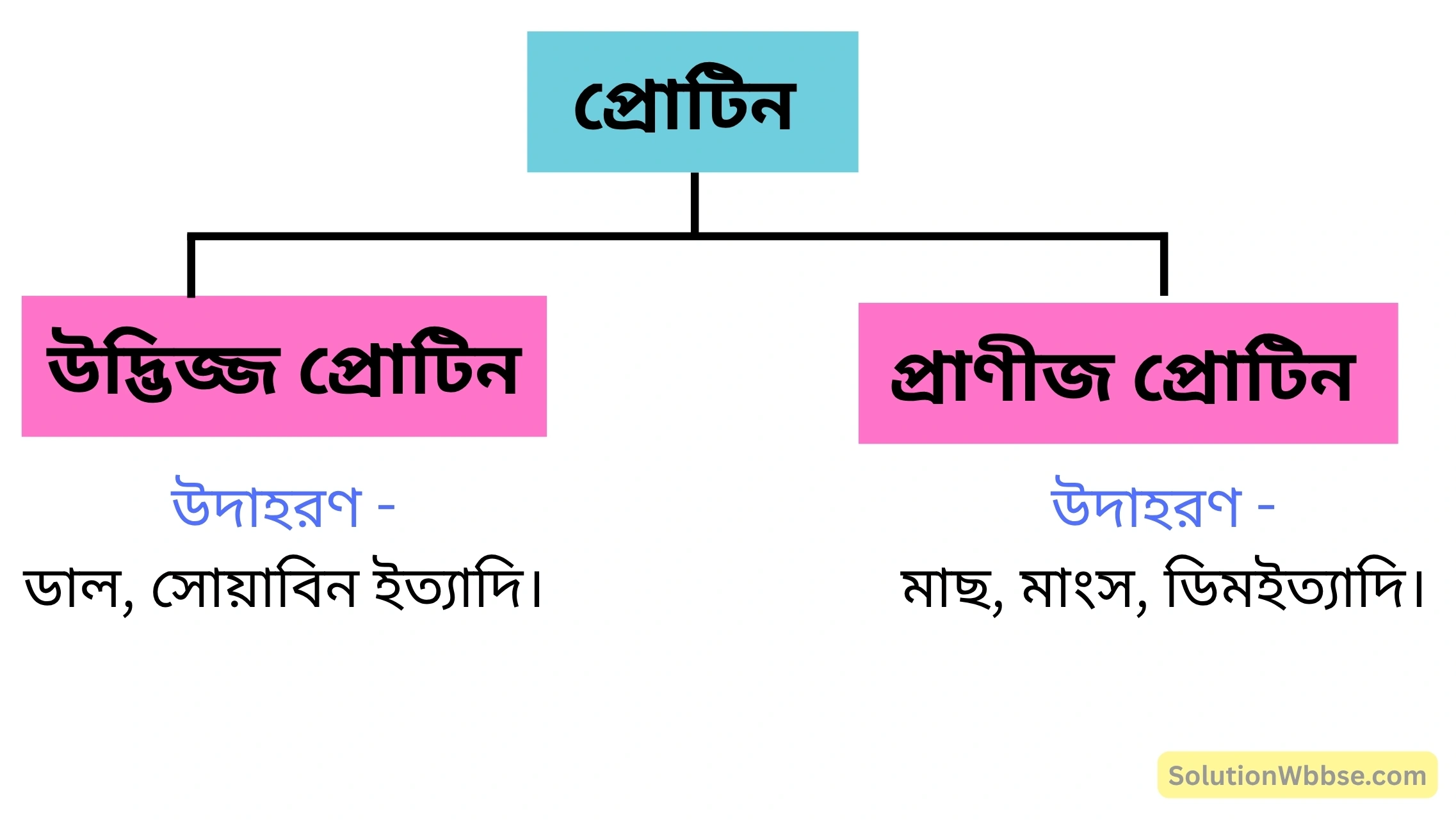 প্রোটিনের শ্রেণিবিন্যাস