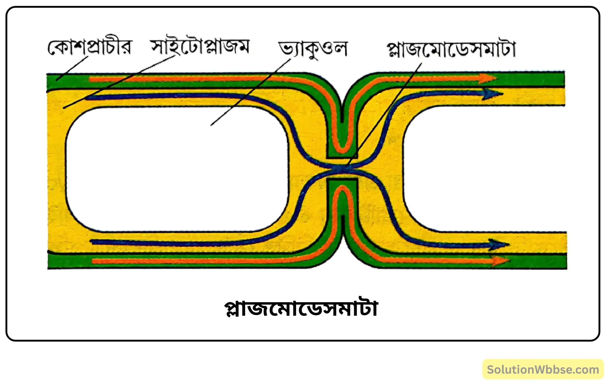 প্লাজমোডেসমাটা