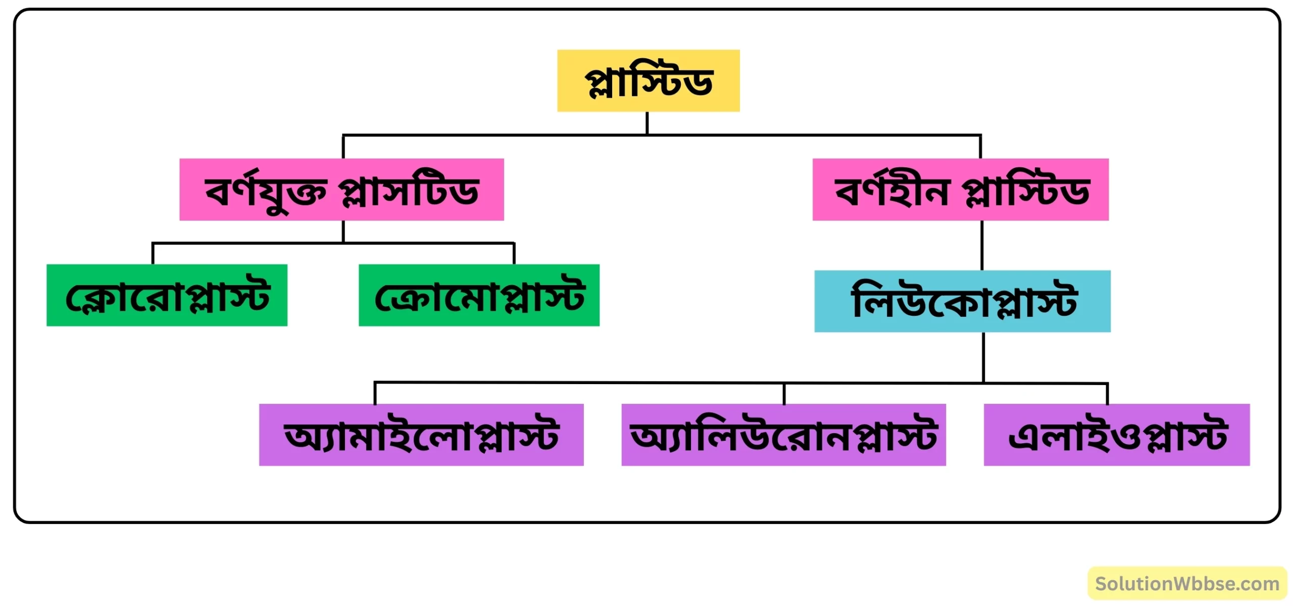 প্লাস্টিডের প্রকারভেদ