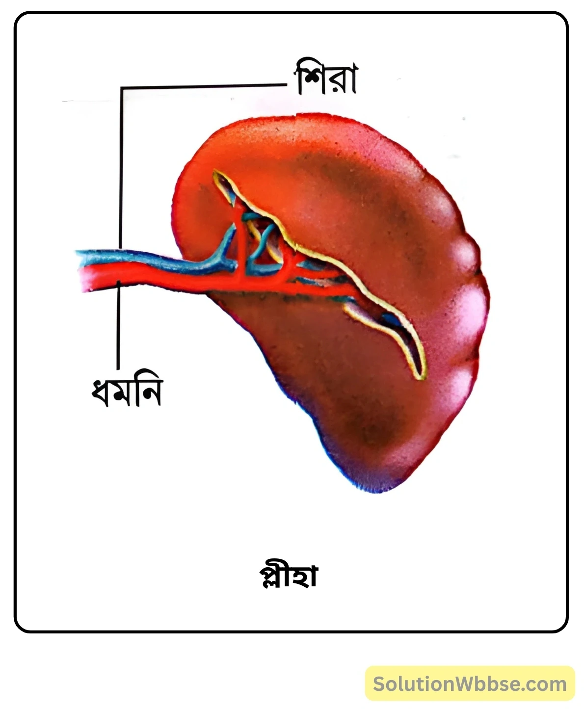 নবম শ্রেণী জীবনবিজ্ঞান - জীবন সংগঠনের স্তর - মানবদেহের প্রধান অঙ্গ ও তাদের কাজ - সংক্ষিপ্ত প্রশ্ন ও উত্তর 6 প্লীহা