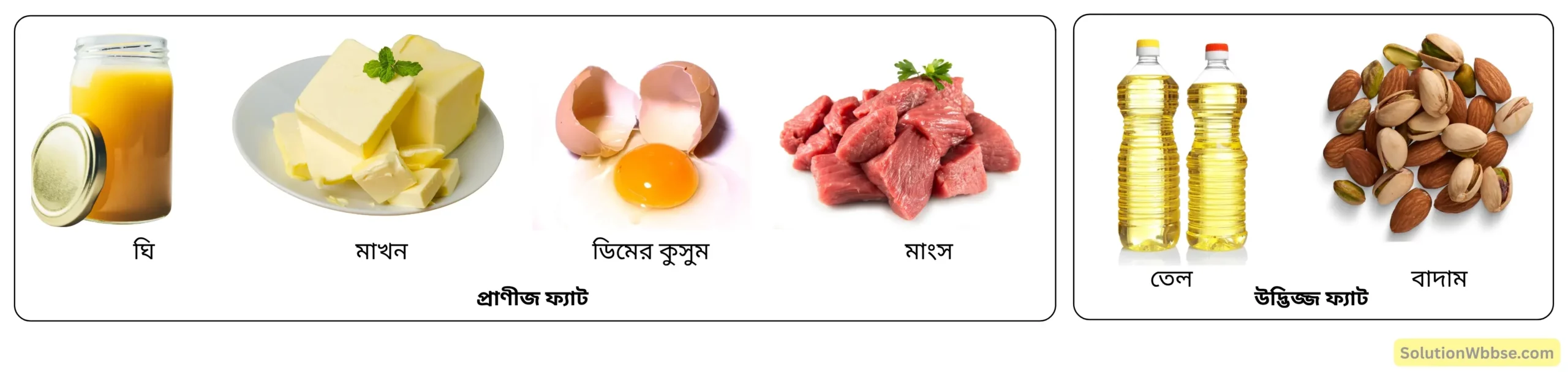 নবম শ্রেণী জীবনবিজ্ঞান - জীবন সংগঠনের স্তর - জৈব অণু এবং তাদের বৈশিষ্ট্য - রচনাধর্মী প্রশ্ন ও উত্তর 15 ফ্যাটের উৎস