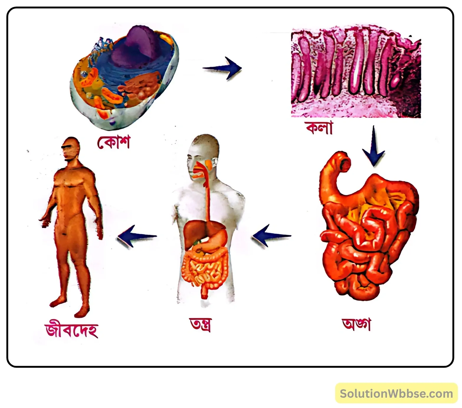 নবম শ্রেণী জীবনবিজ্ঞান - জীবন সংগঠনের স্তর - কলা - রচনাধর্মী প্রশ্ন ও উত্তর 2 বহুকোশী জীবদেহে গঠনগত স্তরগুলি সম্পর্কে সংক্ষিপ্ত ধারণা দাও