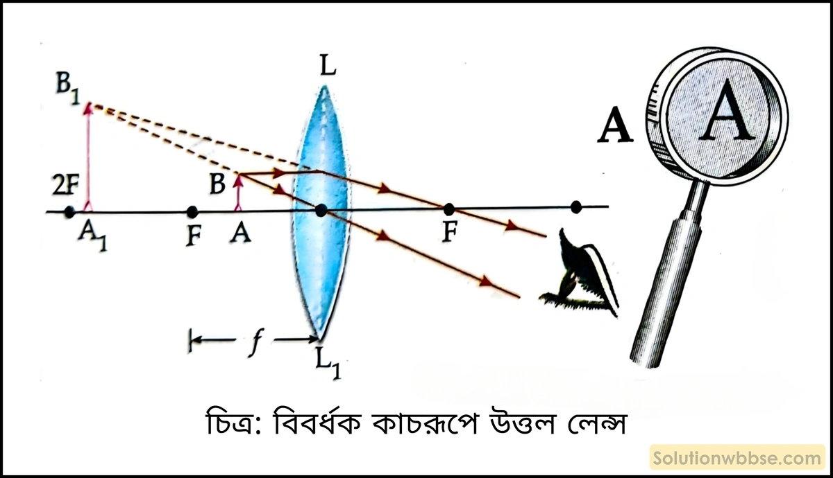 বিবর্ধক কাচ হিসেবে উত্তল লেন্সের ব্যবহার চিত্রসহ বর্ণনা করো। 2 বিবর্ধক কাচরূপে উত্তল লেন্স