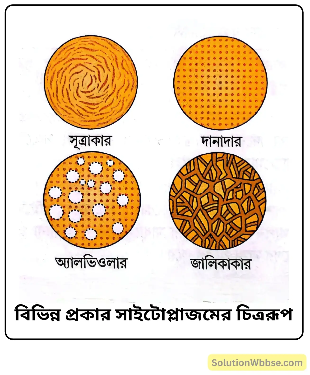 বিভিন্ন প্রকার সাইটোপ্লাজমের চিত্ররূপ