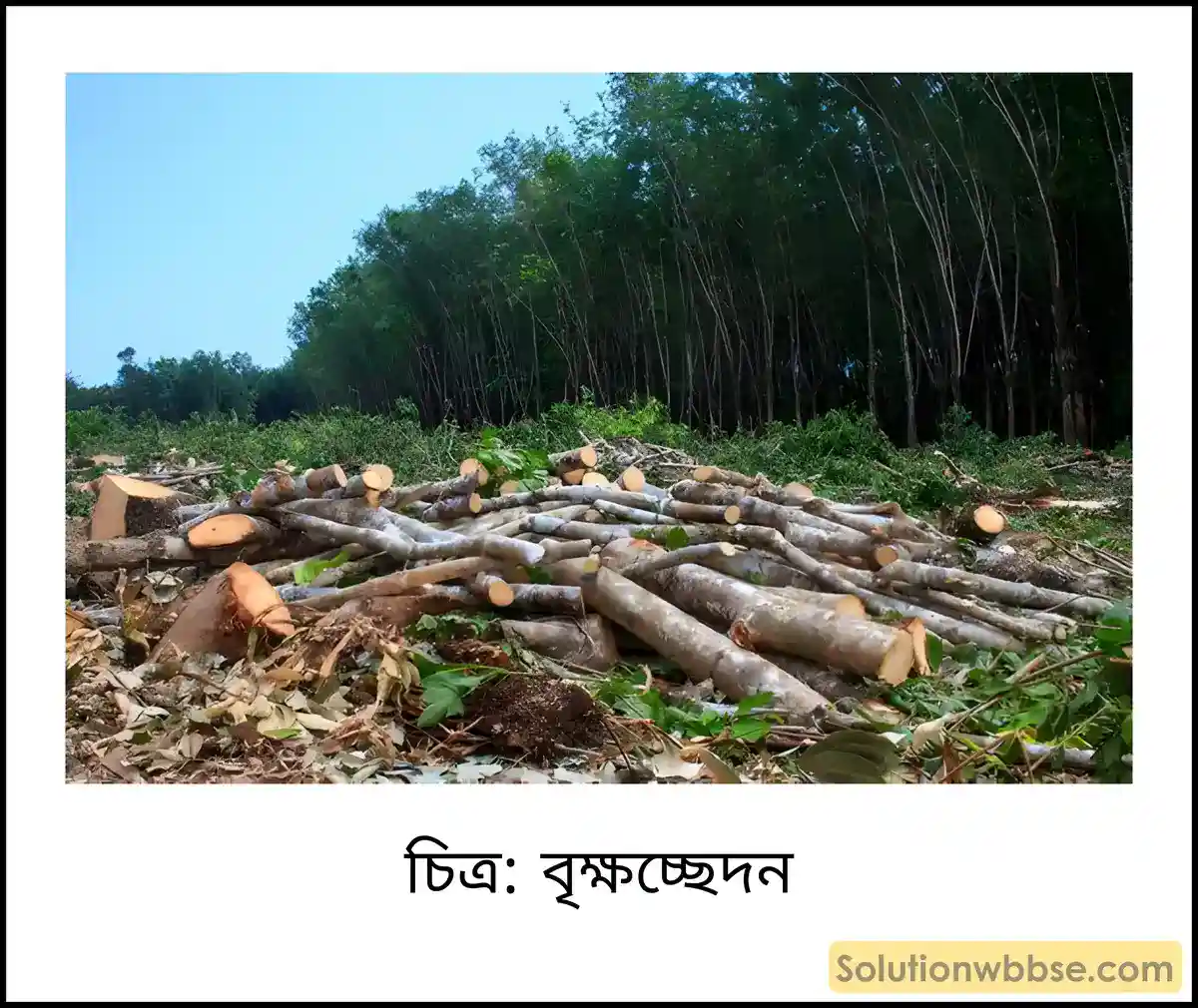মাধ্যমিক ভূগোল - ভারতের প্রাকৃতিক পরিবেশ - ভারতের মৃত্তিকা - দীর্ঘধর্মী প্রশ্ন ও উত্তর 4 বৃক্ষচ্ছেদন