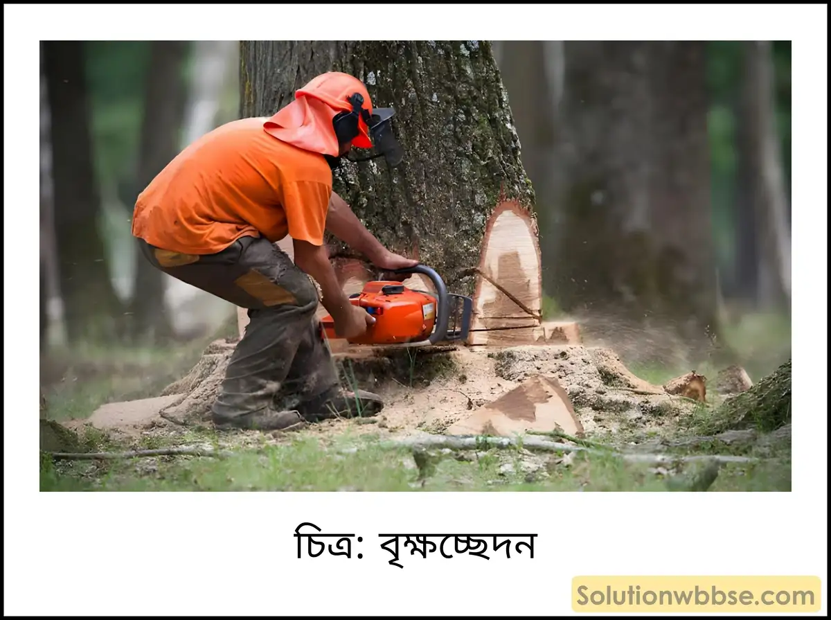 মাধ্যমিক ভূগোল - ভারতের প্রাকৃতিক পরিবেশ - ভারতের মৃত্তিকা - ব্যাখ্যামূলক প্রশ্ন ও উত্তর 4 বৃক্ষচ্ছেদন