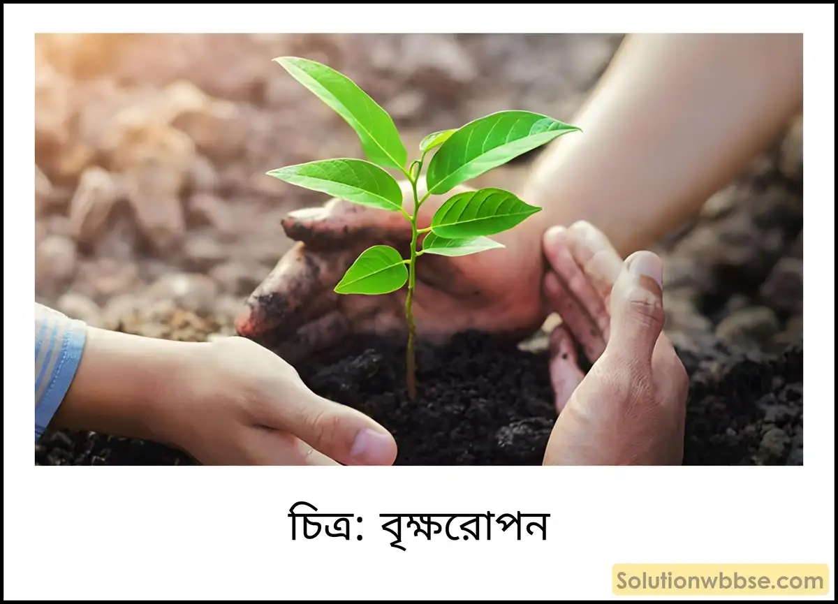 মাধ্যমিক ভূগোল - ভারতের প্রাকৃতিক পরিবেশ - ভারতের মৃত্তিকা - ব্যাখ্যামূলক প্রশ্ন ও উত্তর 5 বৃক্ষরোপন