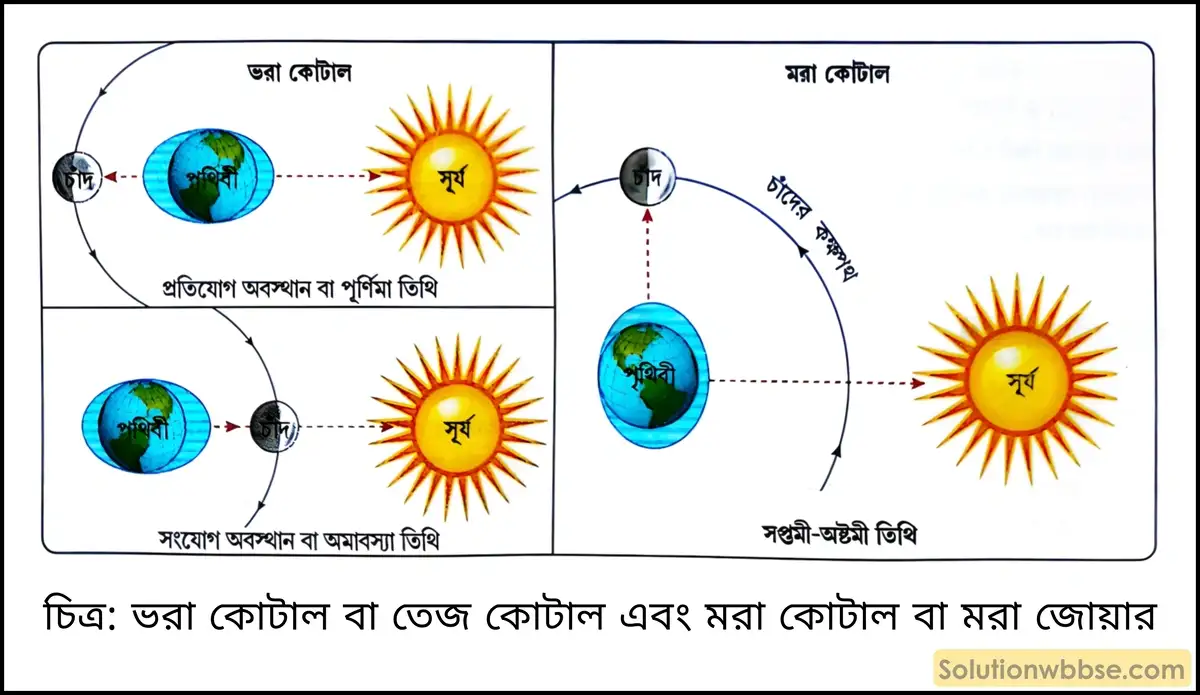 মাধ্যমিক ভূগোল - বারিমণ্ডল - জোয়ারভাটা - দীর্ঘধর্মী প্রশ্ন ও উত্তর 3 ভরা কোটাল বা তেজ কোটাল এবং মরা কোটাল বা মরা জোয়ার