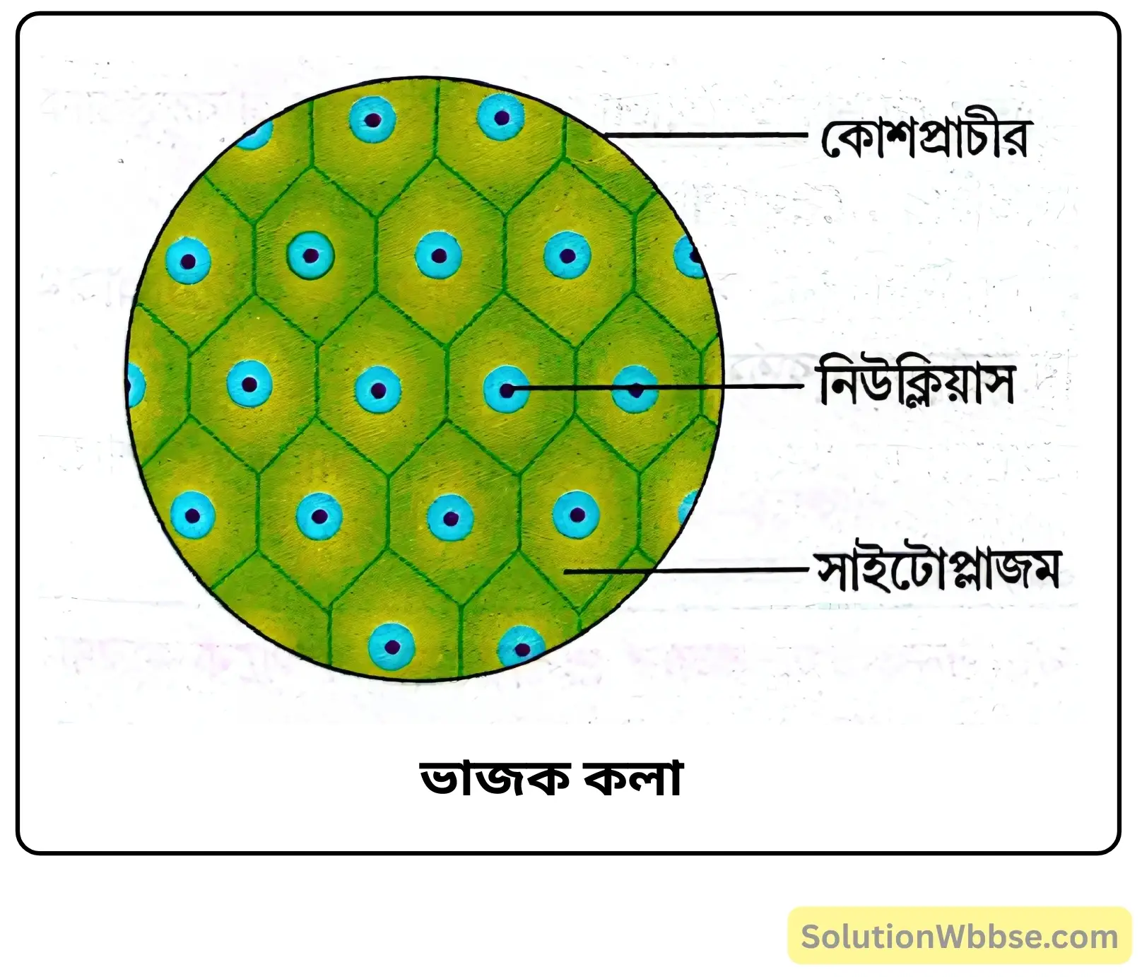নবম শ্রেণী জীবনবিজ্ঞান - জীবন সংগঠনের স্তর - কলা - রচনাধর্মী প্রশ্ন ও উত্তর 4 ভাজক কলার গঠন