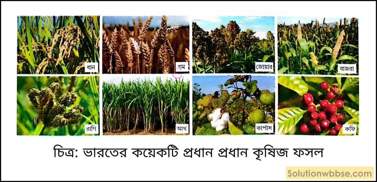 ভারতের কয়েকটি প্রধান প্রধান কৃষিজ ফসল