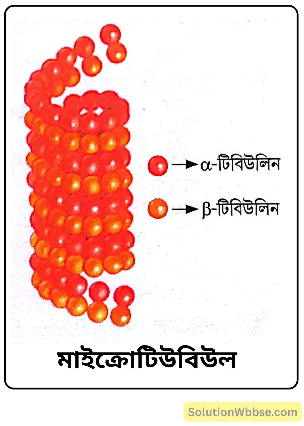 মাইক্রোটিউবিউল