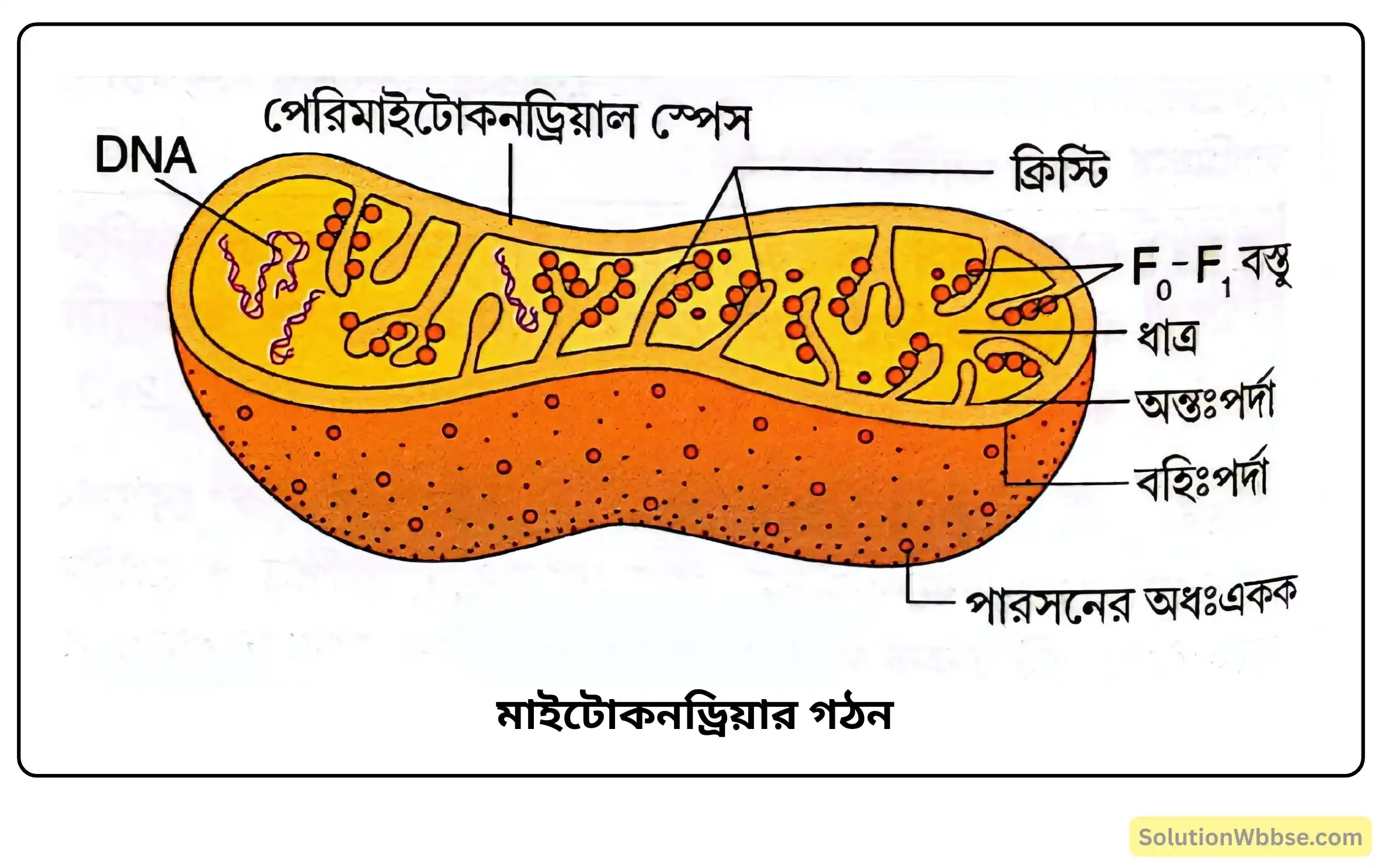 মাইটোকনড্রিয়ার গঠন