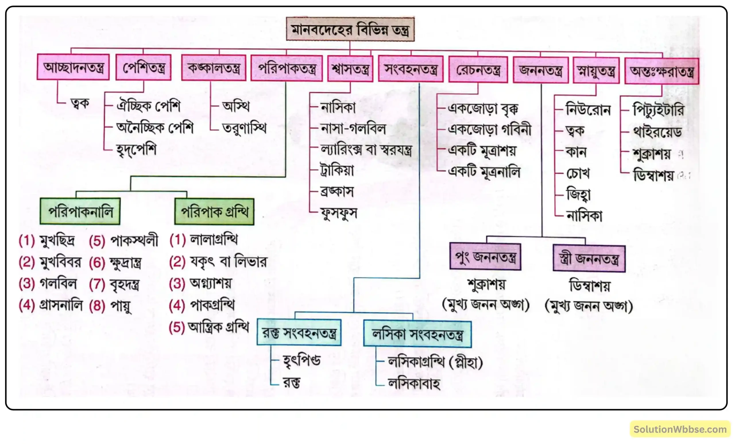 মানবদেহের গুরুত্বপূর্ণ তন্ত্রসমূহ