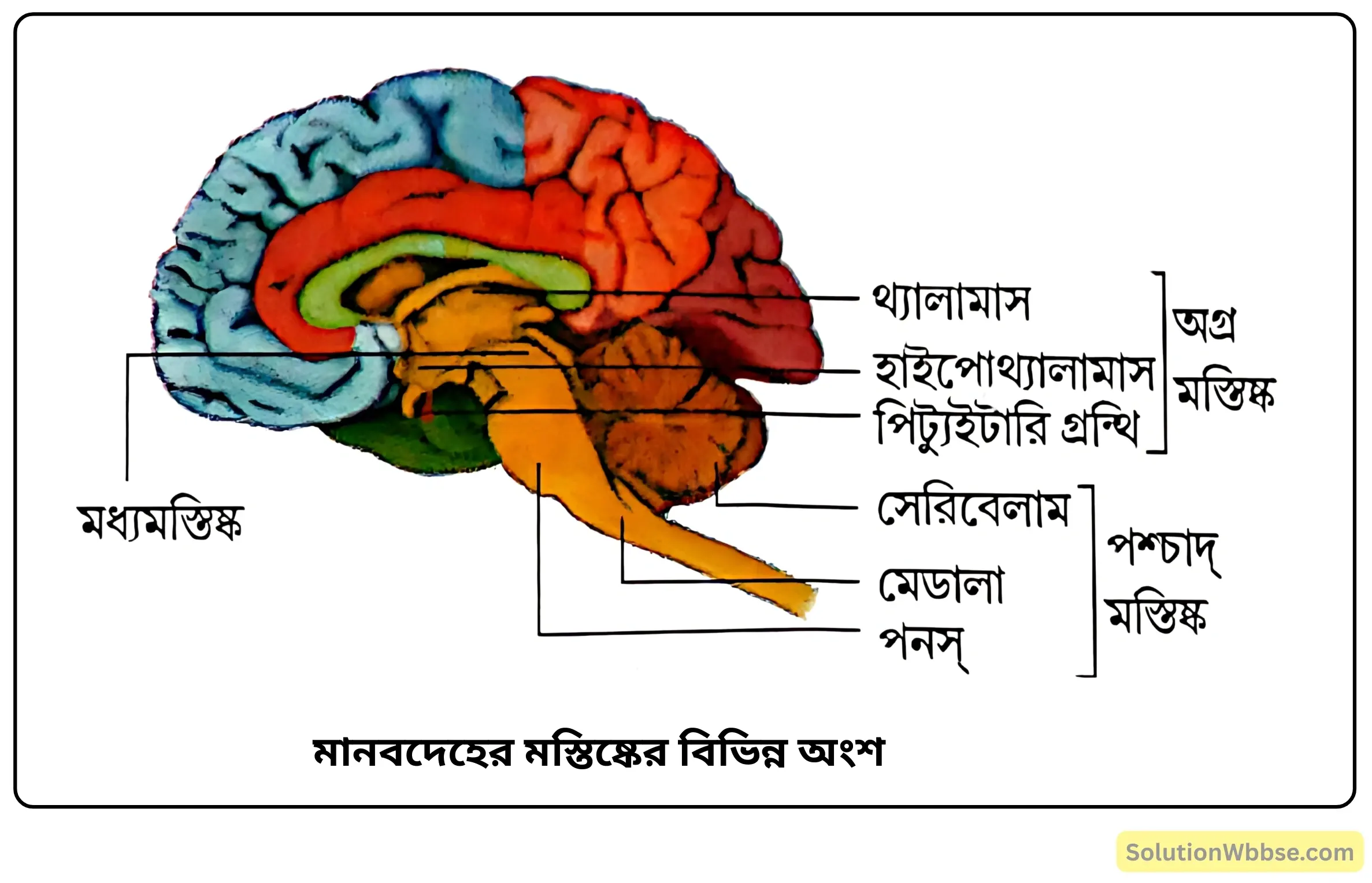 নবম শ্রেণী জীবনবিজ্ঞান - জীবন সংগঠনের স্তর - মানবদেহের প্রধান অঙ্গ ও তাদের কাজ - সংক্ষিপ্ত প্রশ্ন ও উত্তর 2 মানবদেহের মস্তিষ্কের বিভিন্ন অংশ